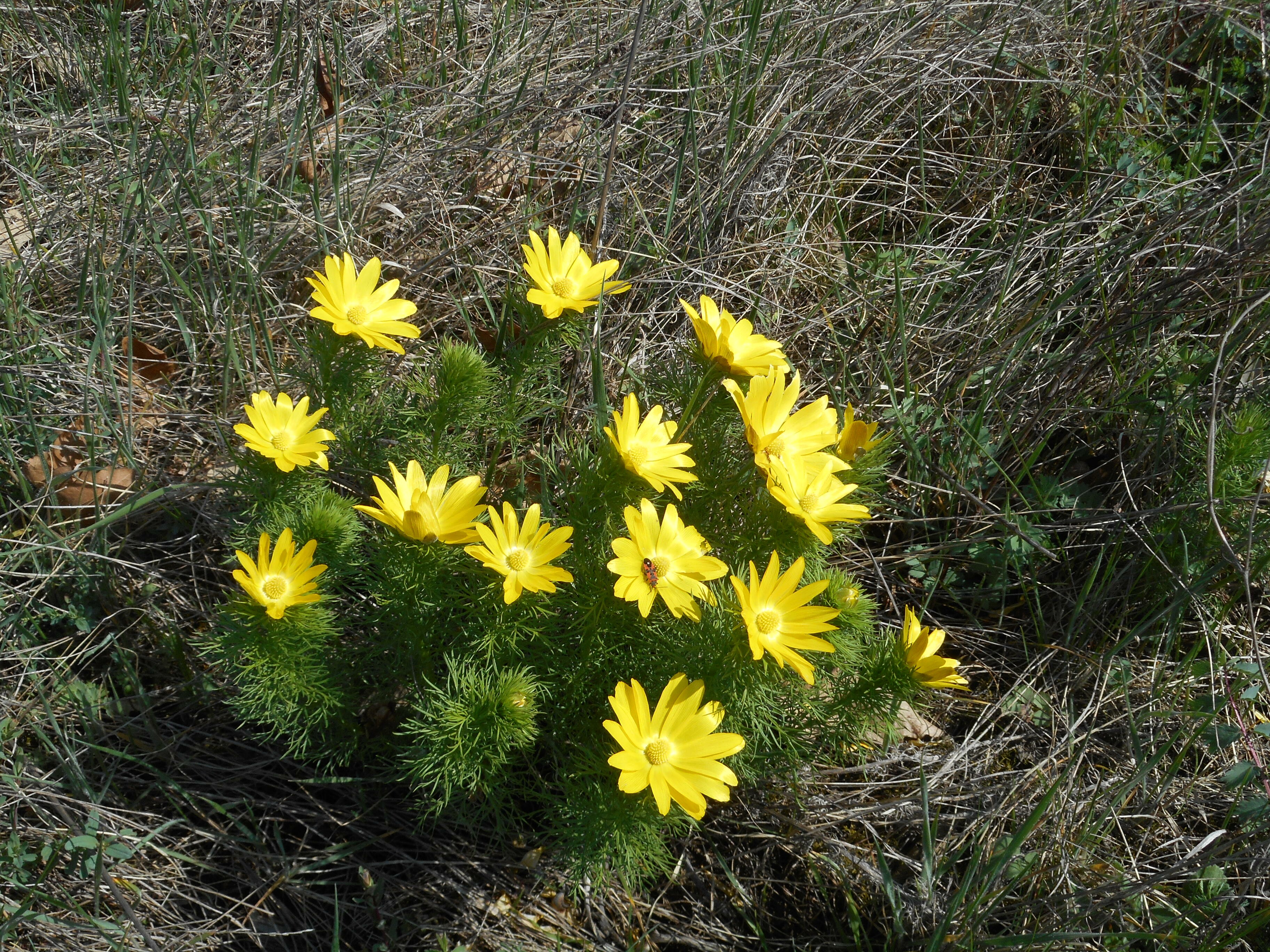 Tavaszi hérics - Adonis vernalis 3 (Rippl-Rónai Múzeum CC BY-NC-ND)
