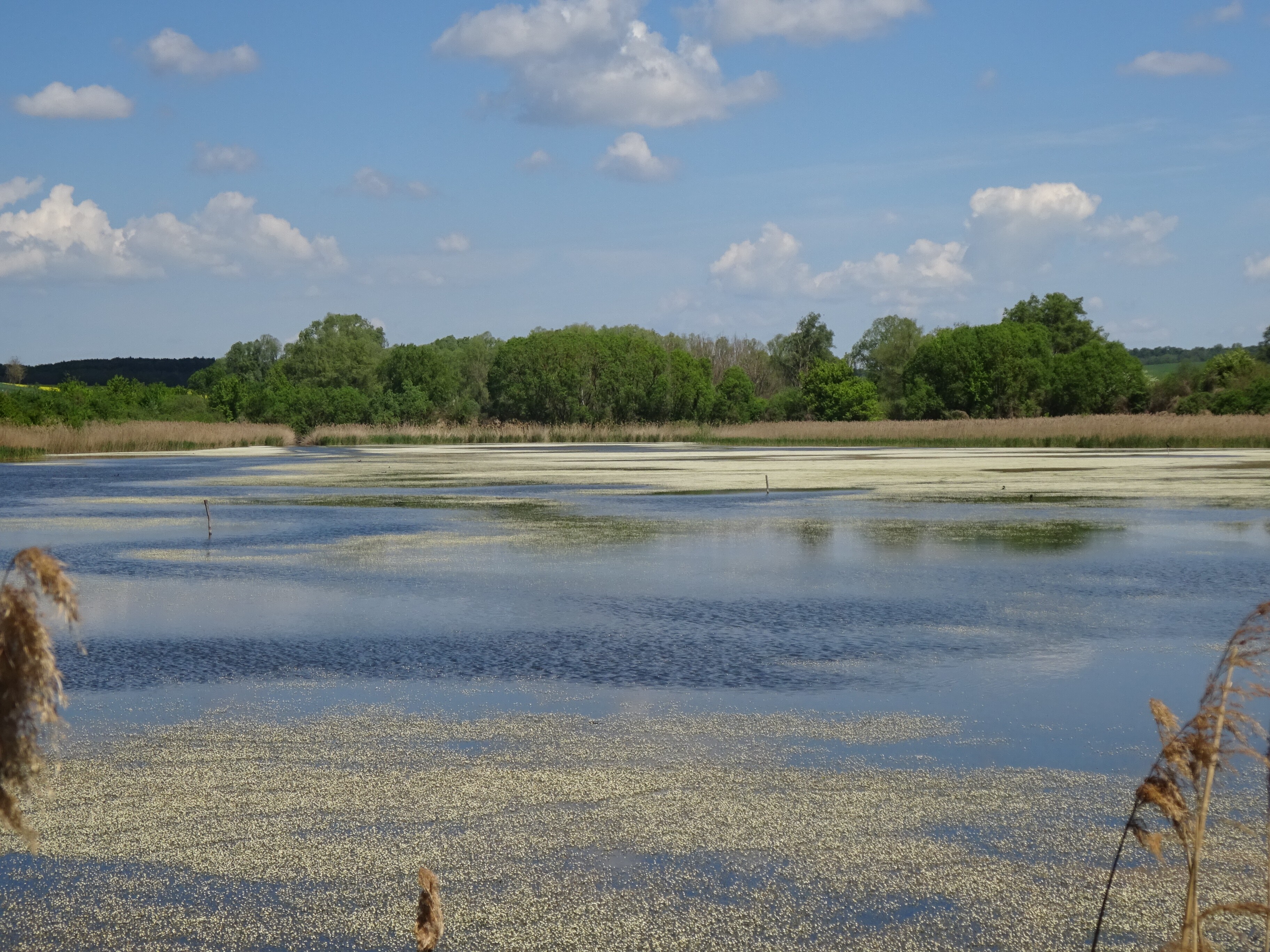Hínáros víziboglárkákkal borított tó (Rippl-Rónai Múzeum CC BY-NC-ND)