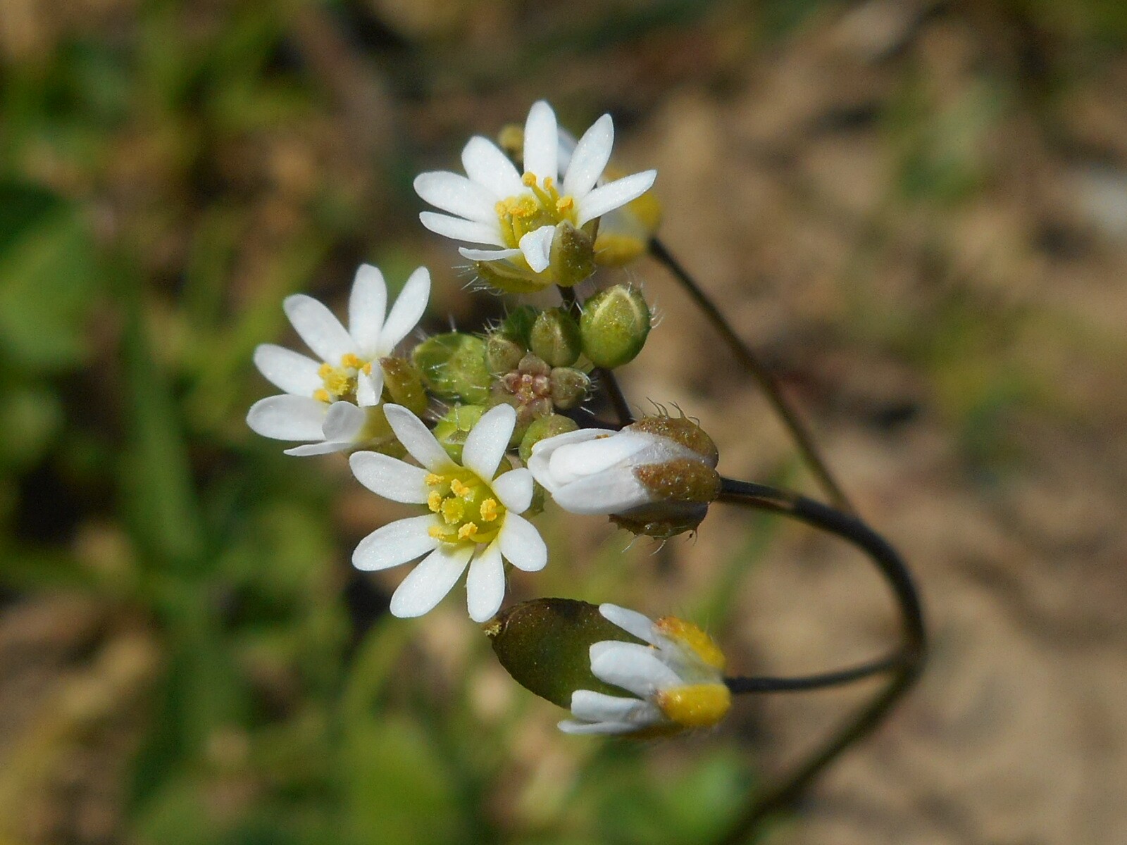 Tavaszi ködvirág - Erophila verna (Rippl-Rónai Múzeum CC BY-NC-ND)