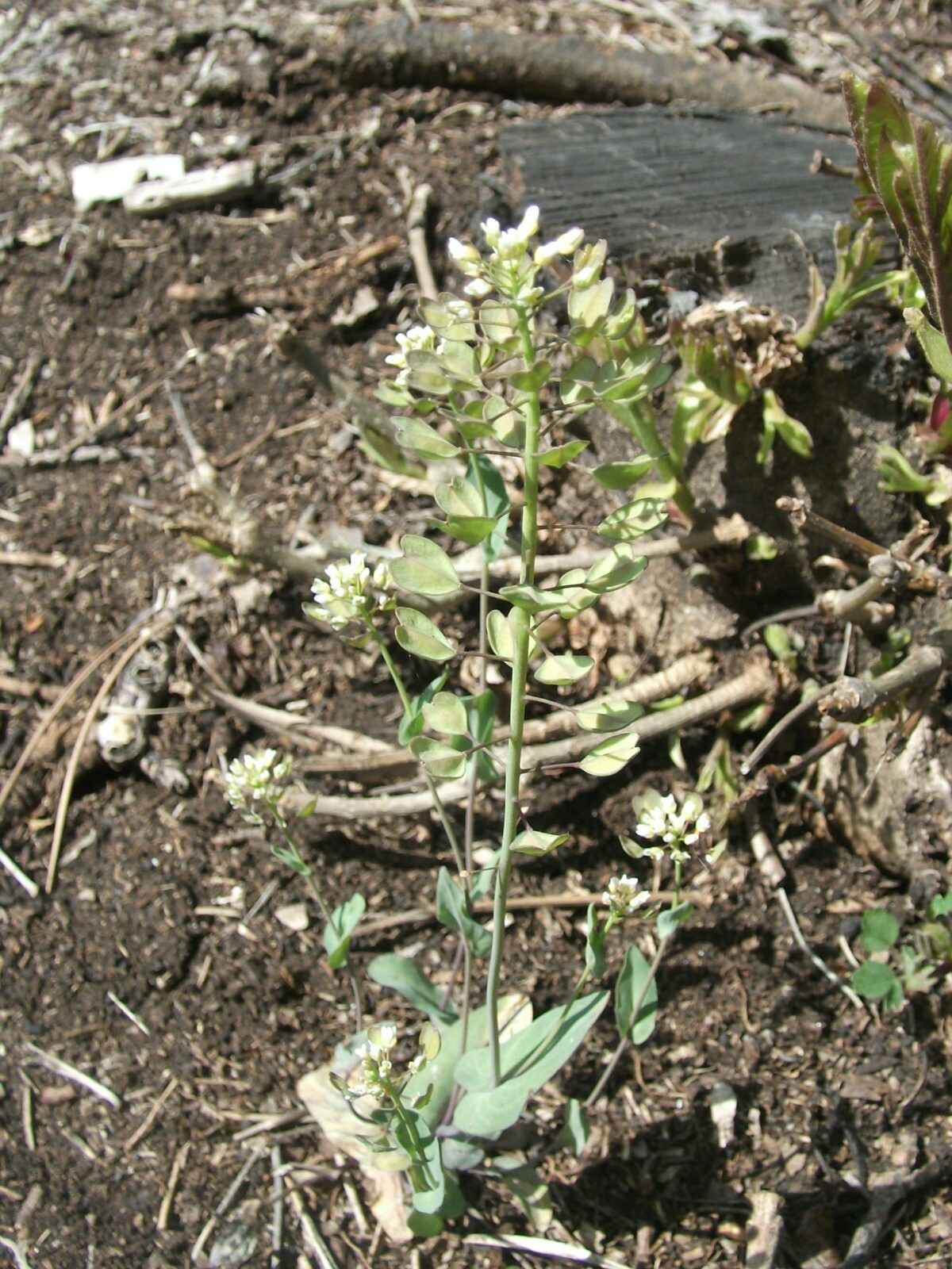 Galléros tarsóka - Thlaspi perfoliatum (Rippl-Rónai Múzeum CC BY-NC-ND)