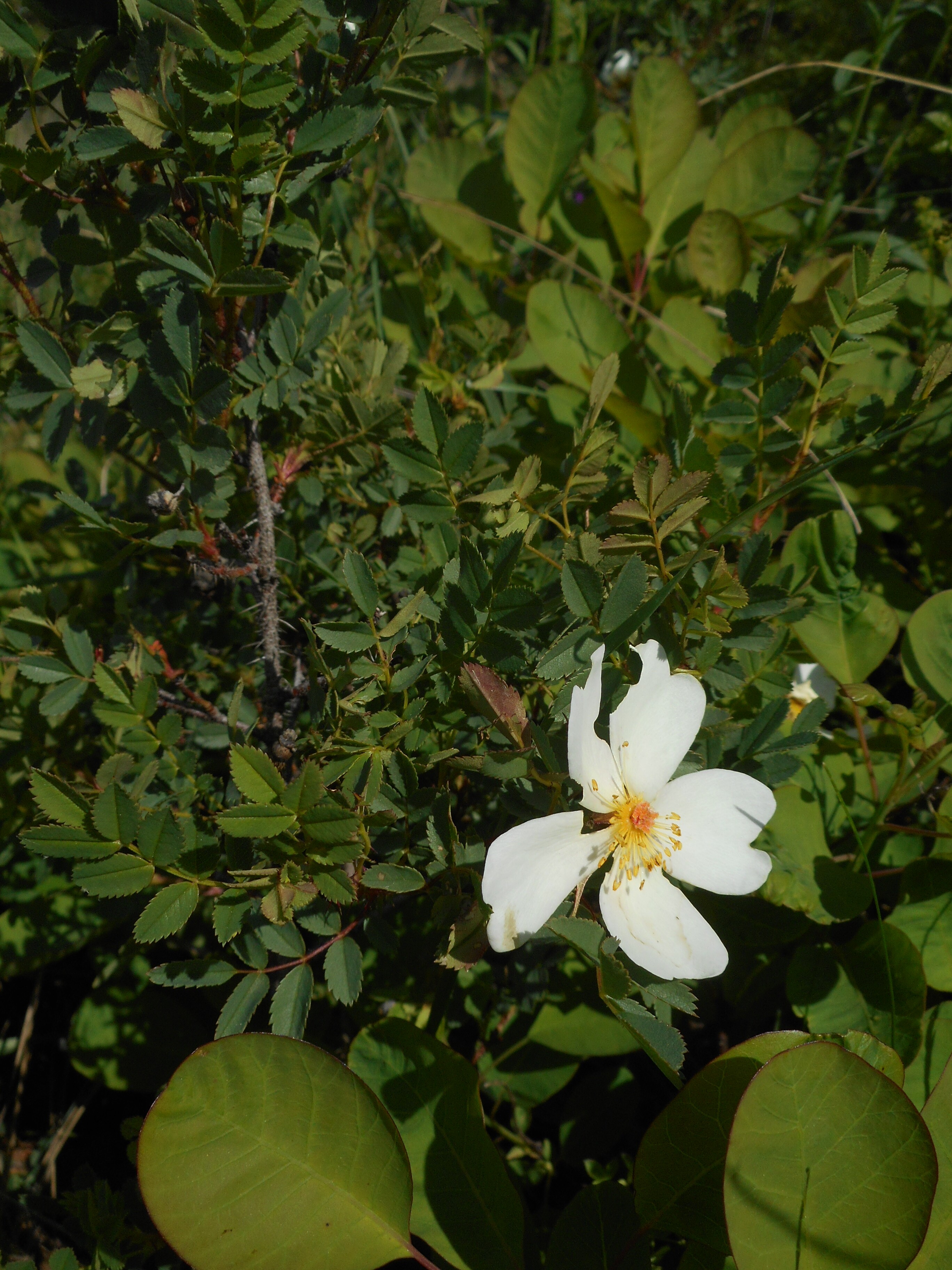 Jajrózsa - Rosa spinosissima (Rippl-Rónai Múzeum CC BY-NC-ND)