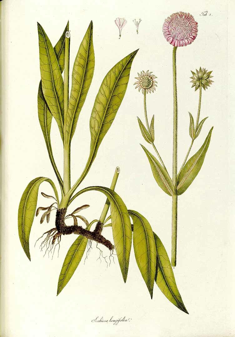 Franz Adam Waldstein (1759–1823), Kitaibel Pál (1757-1817): Descriptiones et icones plantarum rariorum Hungariae (Rippl-Rónai Múzeum CC BY-NC-ND)
