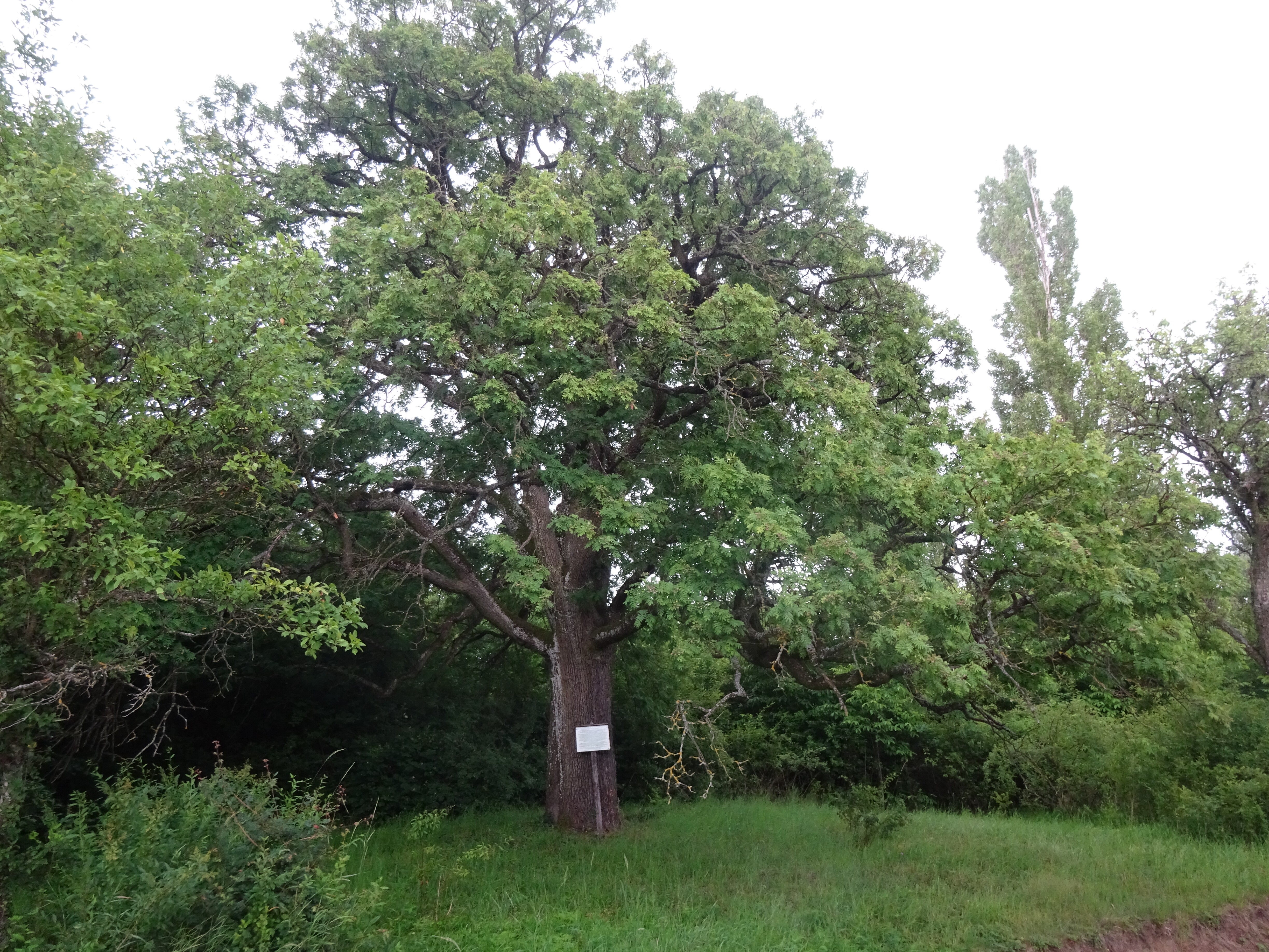 Házi berkenye - Sorbus domestica (Rippl-Rónai Múzeum CC BY-NC-ND)