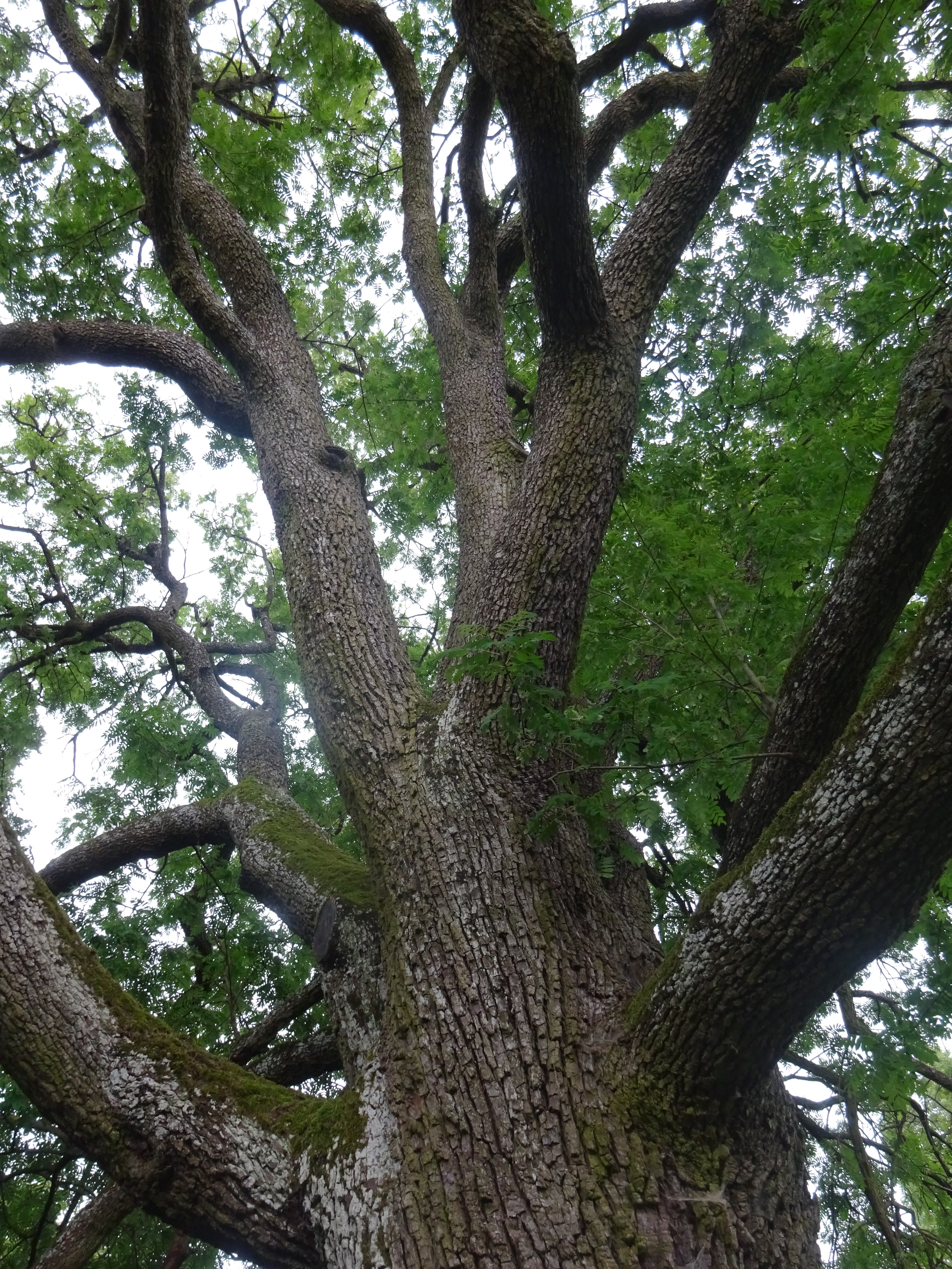Házi berkenye - Sorbus domestica 2 (Rippl-Rónai Múzeum CC BY-NC-ND)