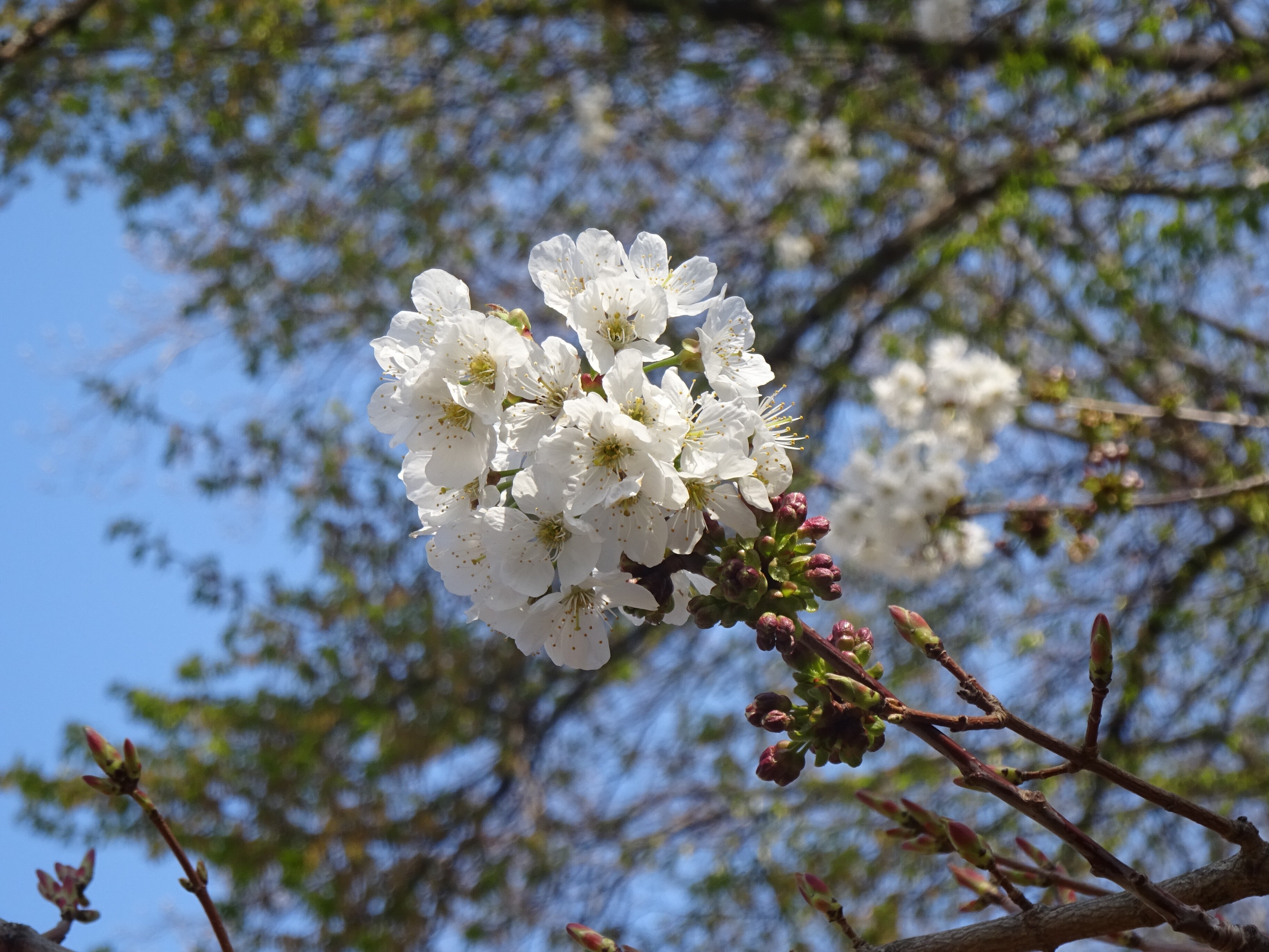 Vadcseresznye - Prunus avium (Rippl-Rónai Múzeum CC BY-NC-ND)