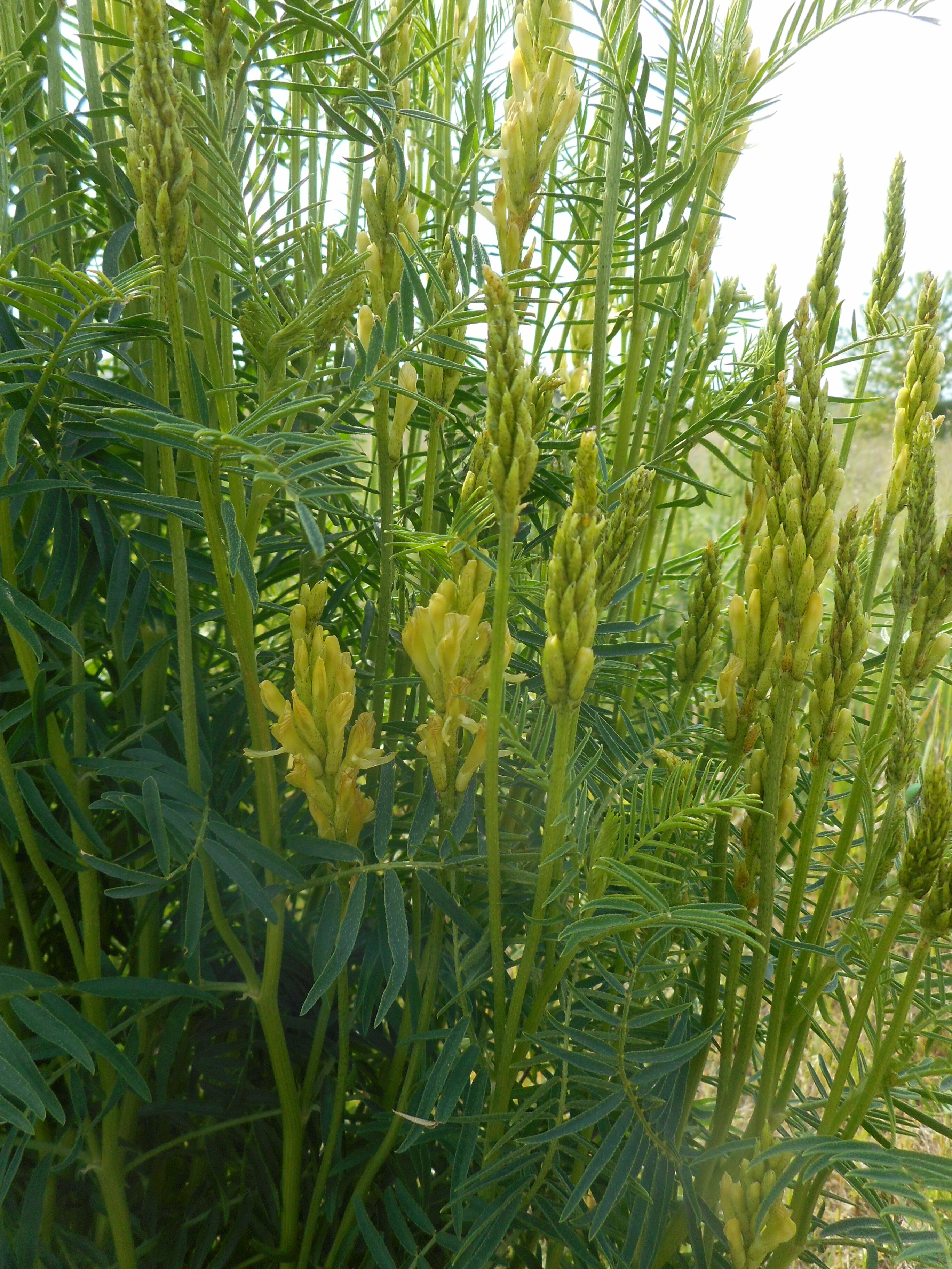 Érdes csüdfű - Astragalus asper (Rippl-Rónai Múzeum CC BY-NC-ND)
