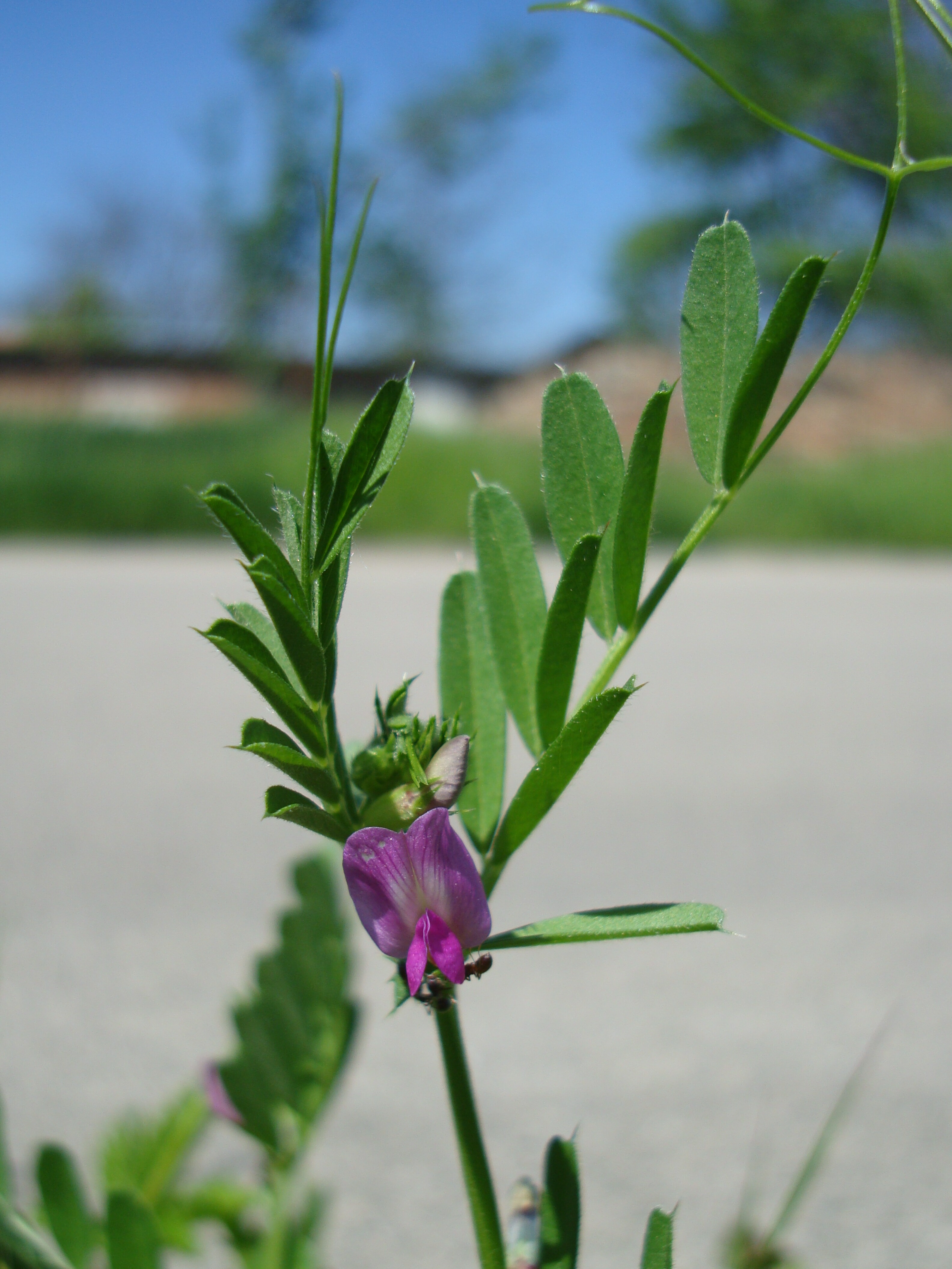 Vetési bükköny - Vicia angustifolia subsp. segetalis (Rippl-Rónai Múzeum CC BY-NC-ND)