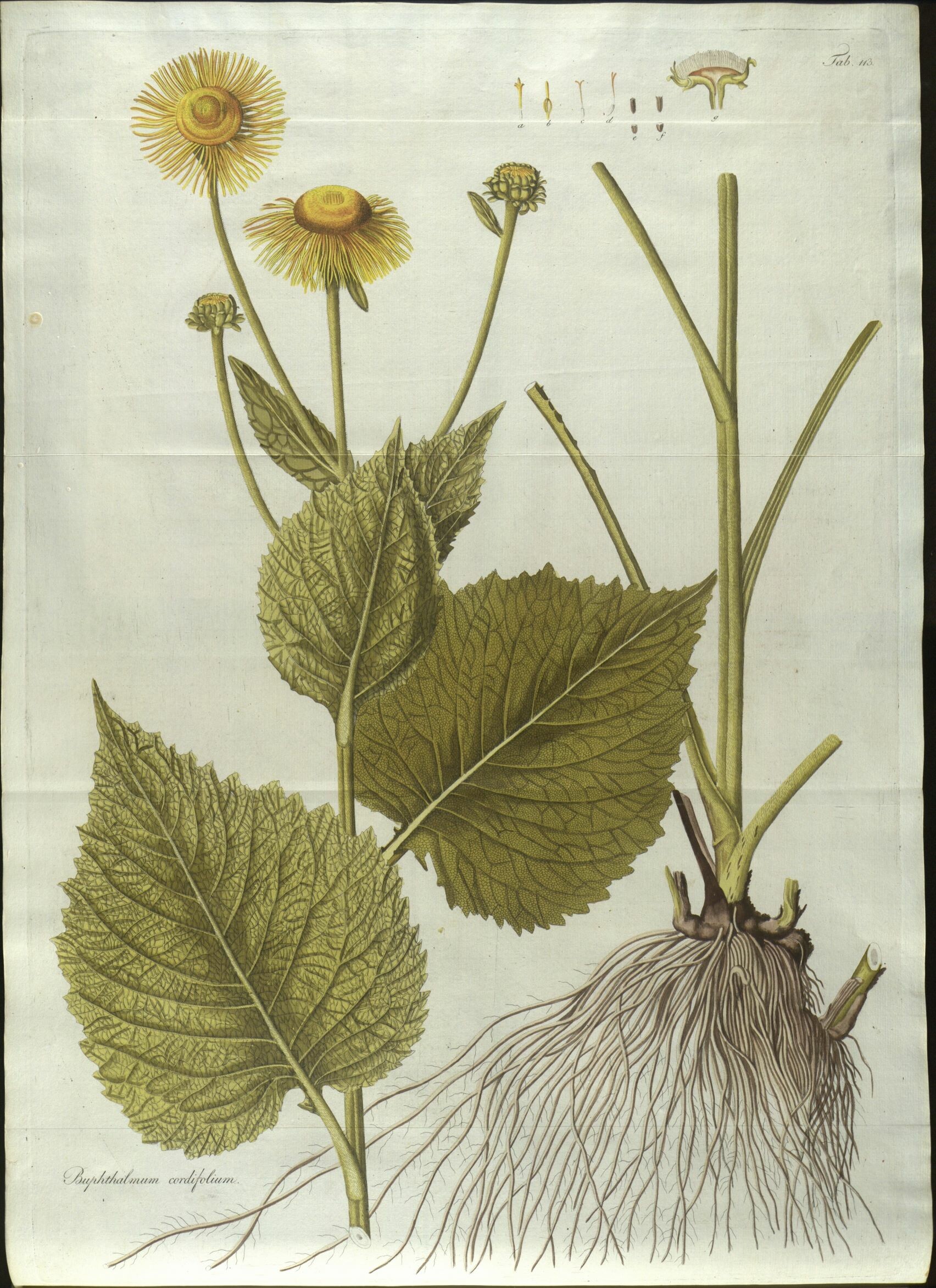 Franz Adam Waldstein (1759–1823), Kitaibel Pál (1757-1817): Descriptiones et icones plantarum rariorum Hungariae 2. vol (Rippl-Rónai Múzeum CC BY-NC-ND)