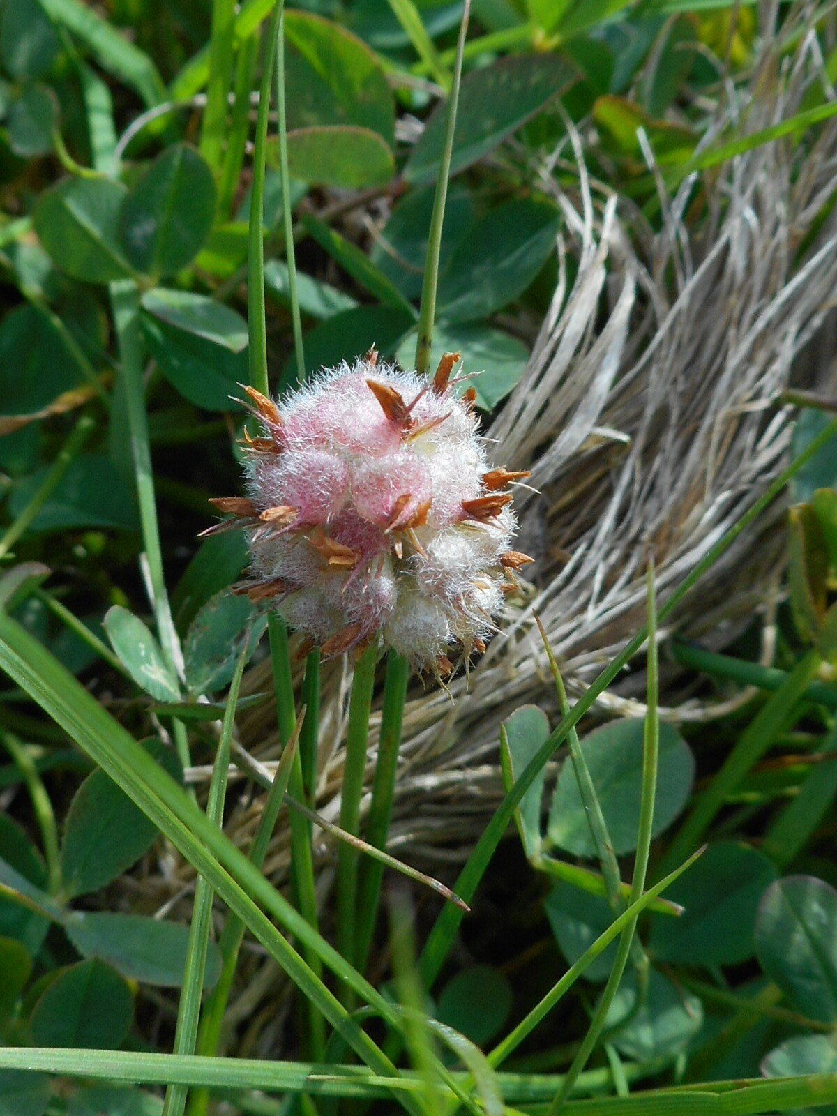 Eperhere - Trifolium fragiferum 3 (Rippl-Rónai Múzeum CC BY-NC-ND)