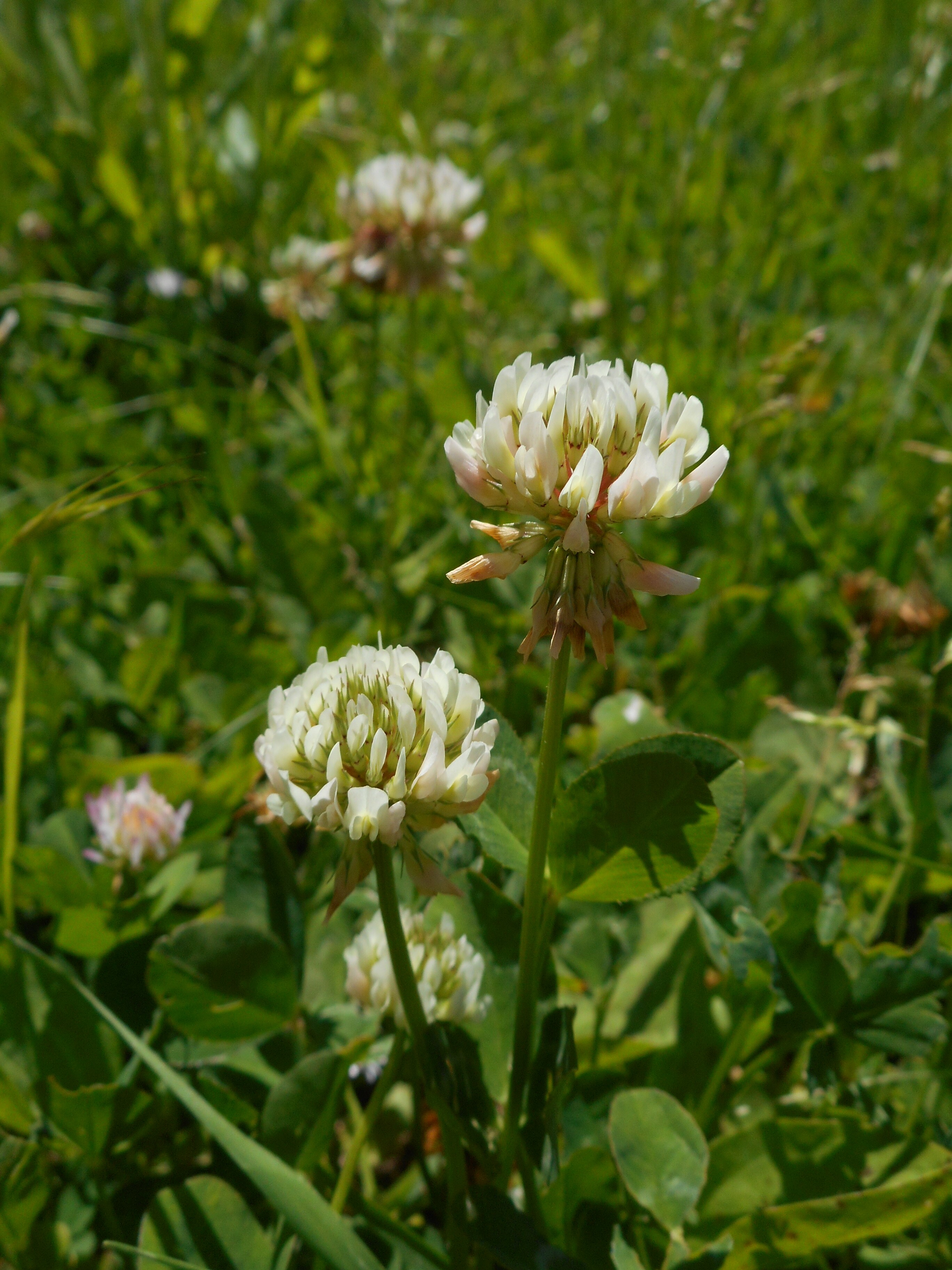 Fehér here - Trifolium repens (Rippl-Rónai Múzeum CC BY-NC-ND)