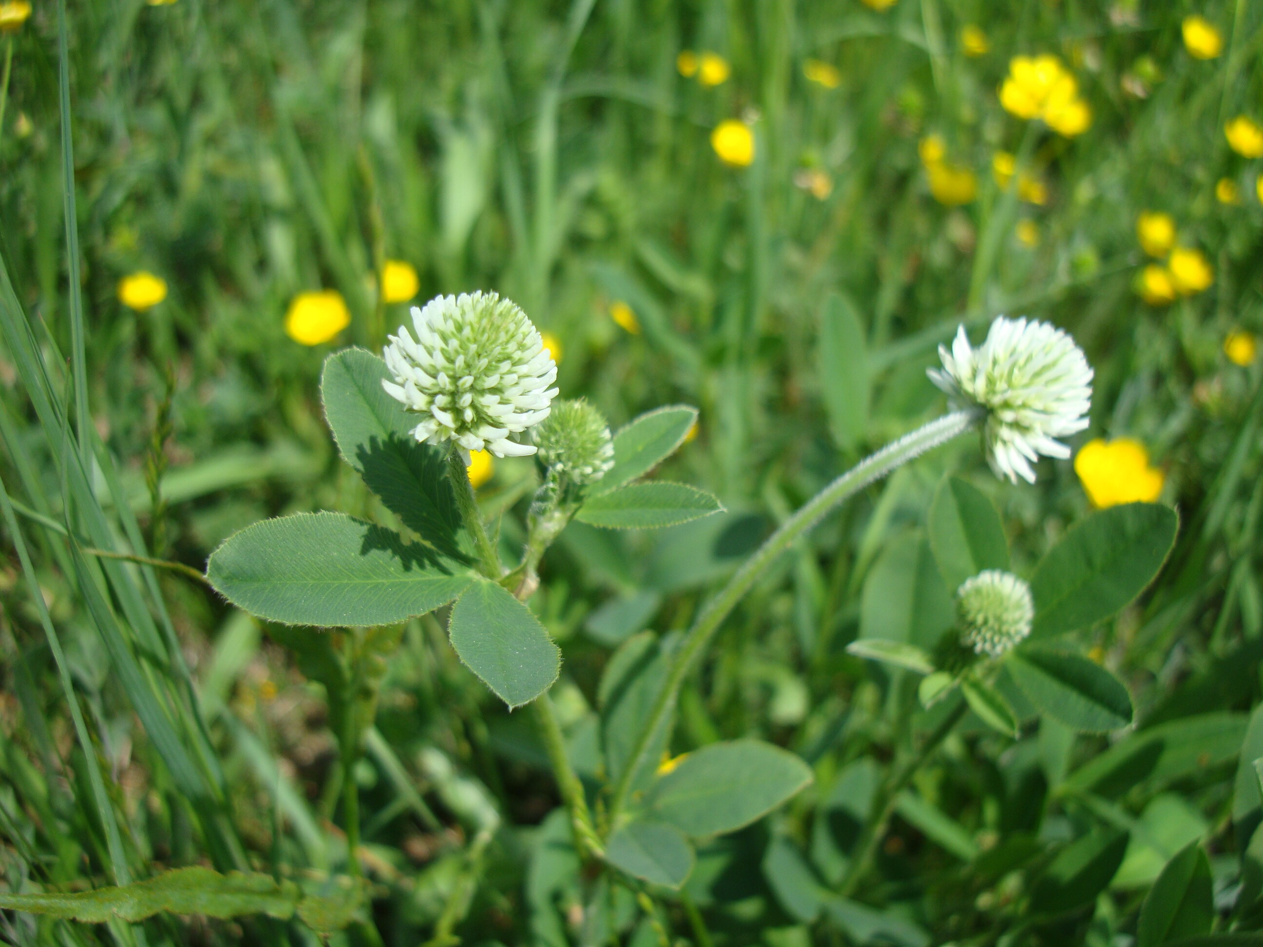 Hegyi here - Trifolium montanum (Rippl-Rónai Múzeum CC BY-NC-ND)