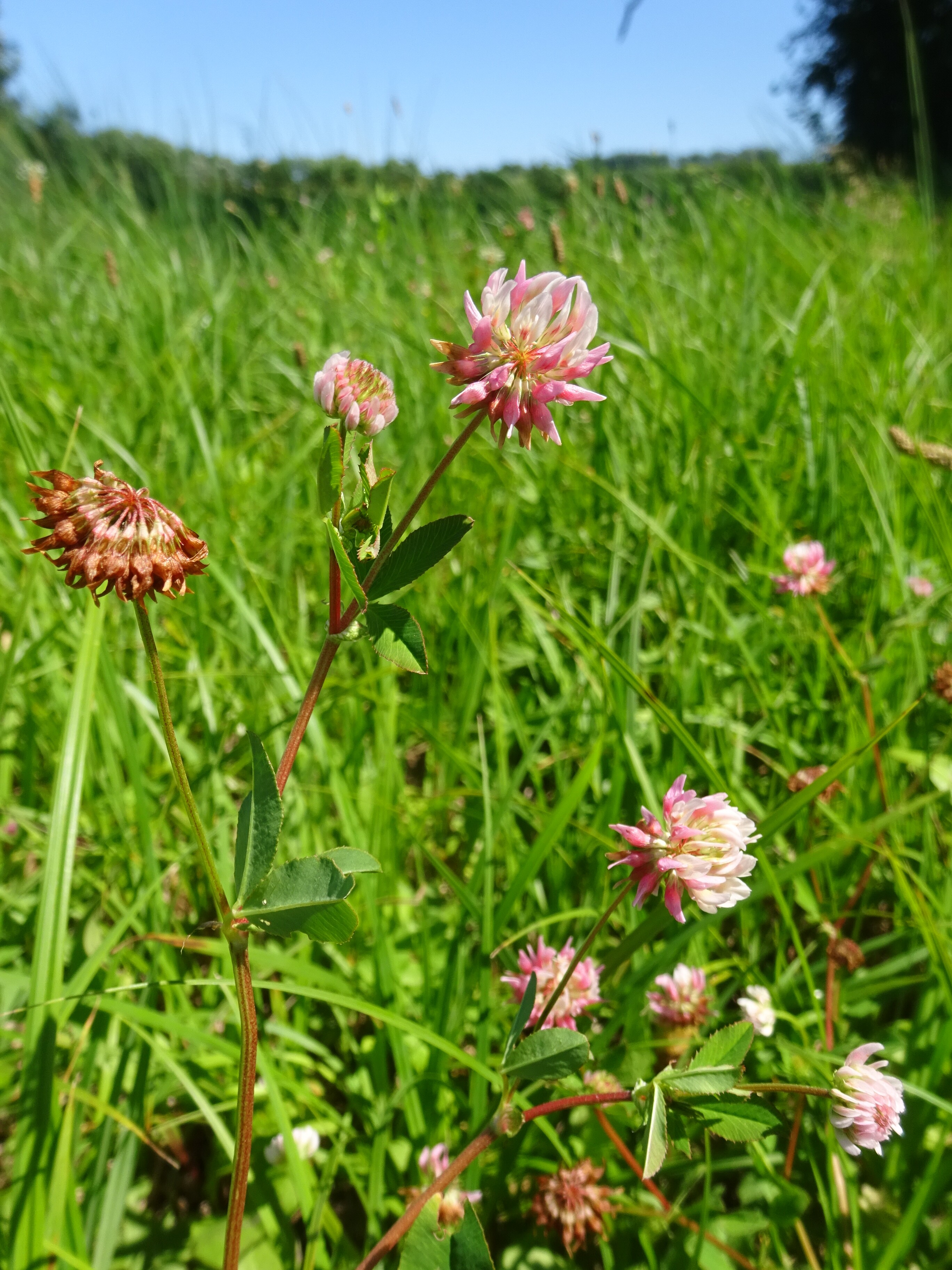Korcs here - Trifolium hybridum (Rippl-Rónai Múzeum CC BY-NC-ND)