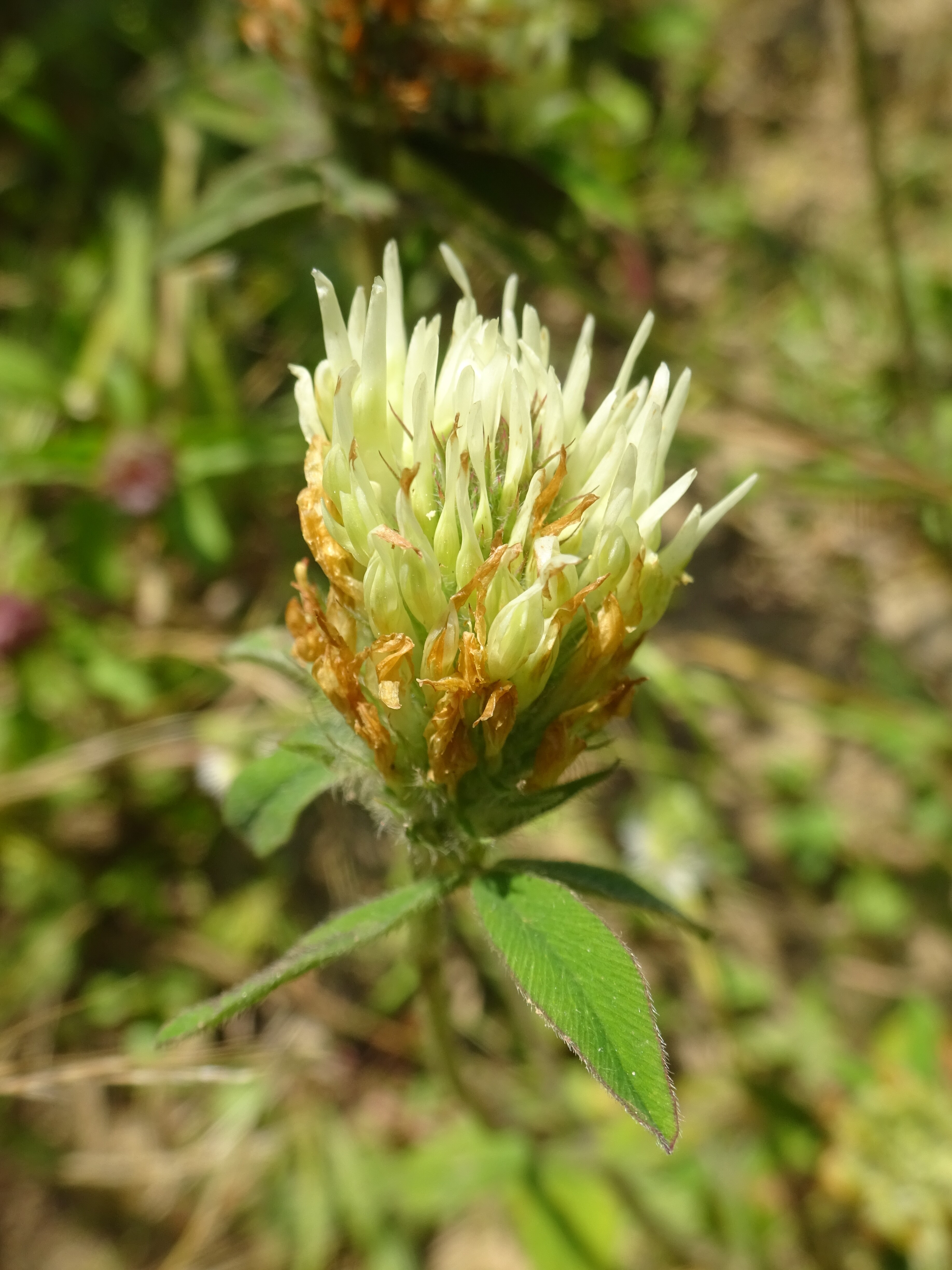 Vajszínű here - Trifolium ochroleucum (Rippl-Rónai Múzeum CC BY-NC-ND)