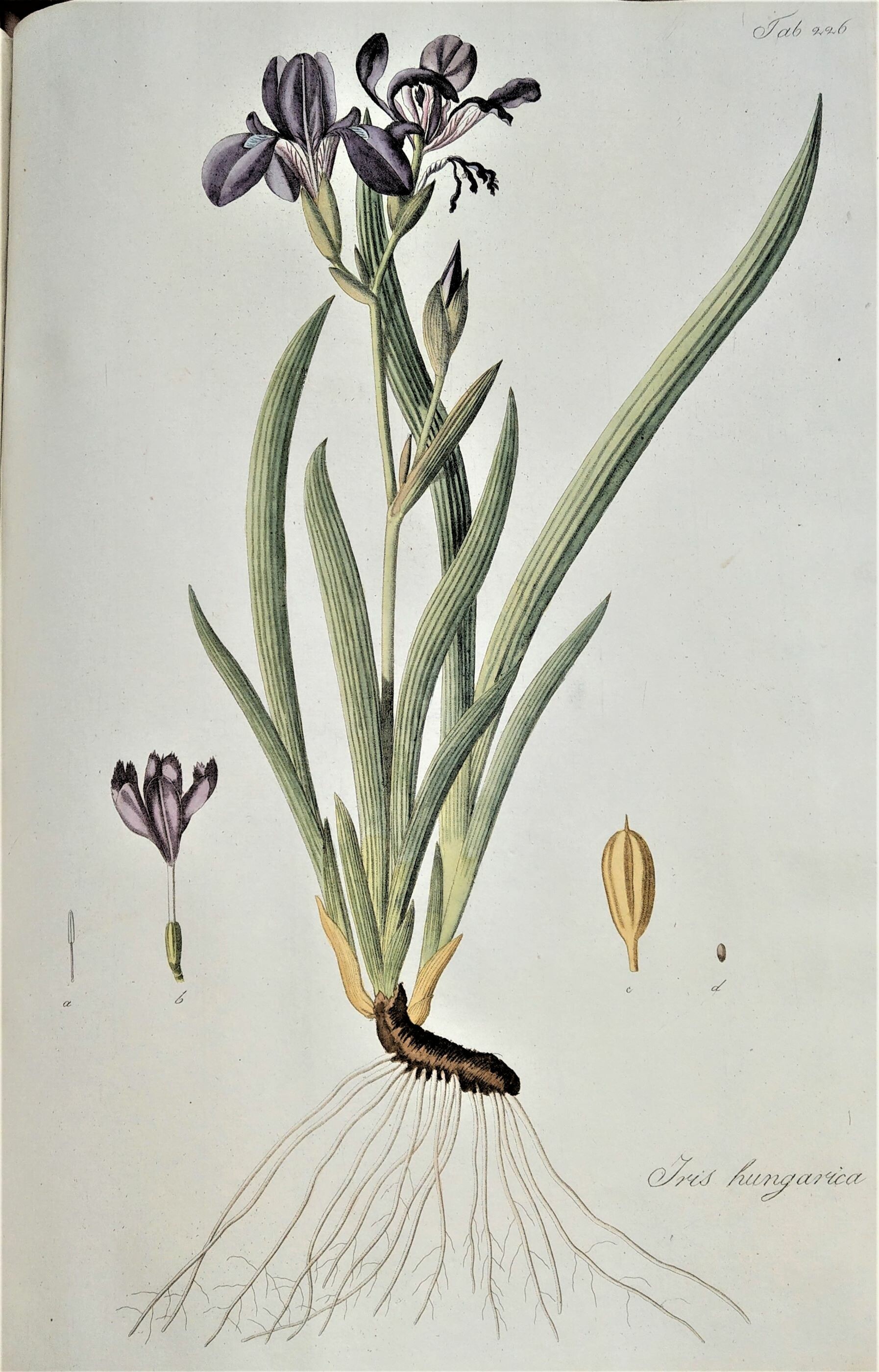 Franz Adam Waldstein (1759–1823), Kitaibel Pál (1757-1817): Descriptiones et icones plantarum rariorum Hungariae 3.vol. (Rippl-Rónai Múzeum CC BY-NC-ND)