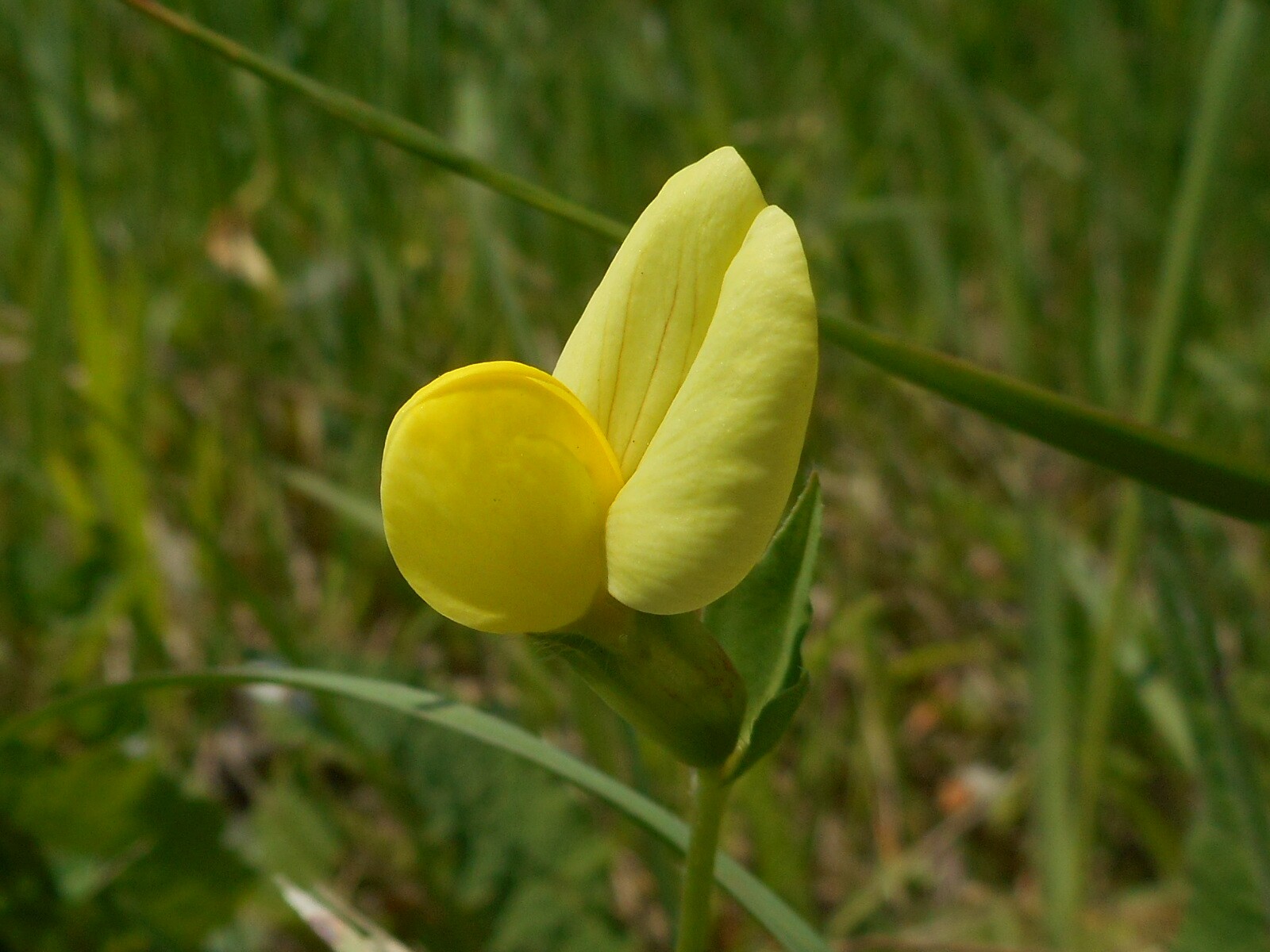 Bársonykerep - Lotus siliquosus 3 (Rippl-Rónai Múzeum CC BY-NC-ND)