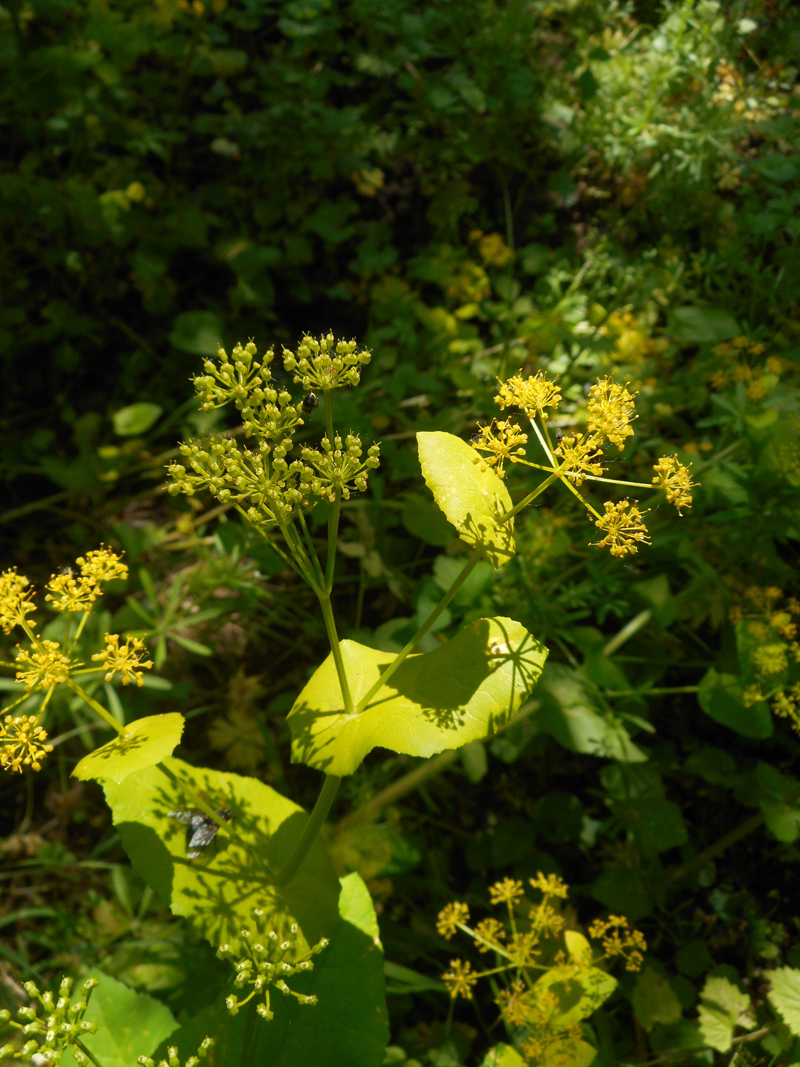 Őzsaláta - Smyrnium perfoliatum (Rippl-Rónai Múzeum CC BY-NC-ND)