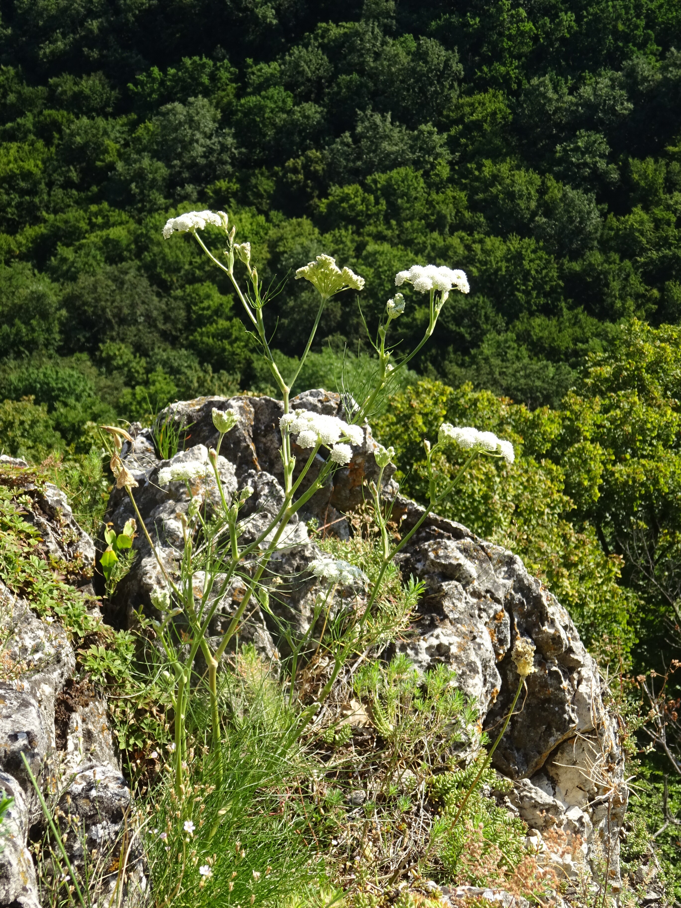 Magyar gurgolya - Seseli leucospermum 3 (Rippl-Rónai Múzeum CC BY-NC-ND)