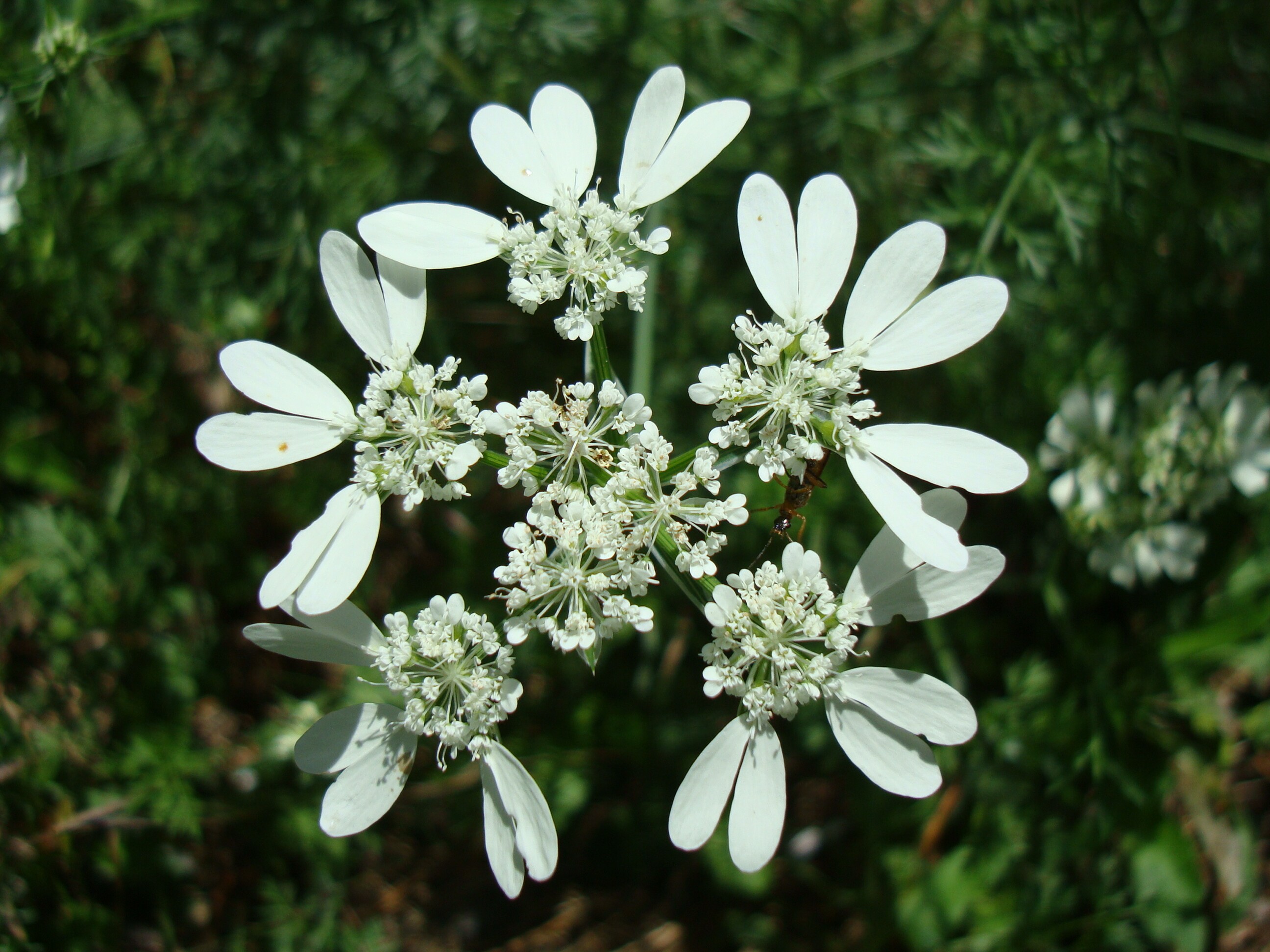 Orlay-turbolya - Orlaya grandiflora 2 (Rippl-Rónai Múzeum CC BY-NC-ND)