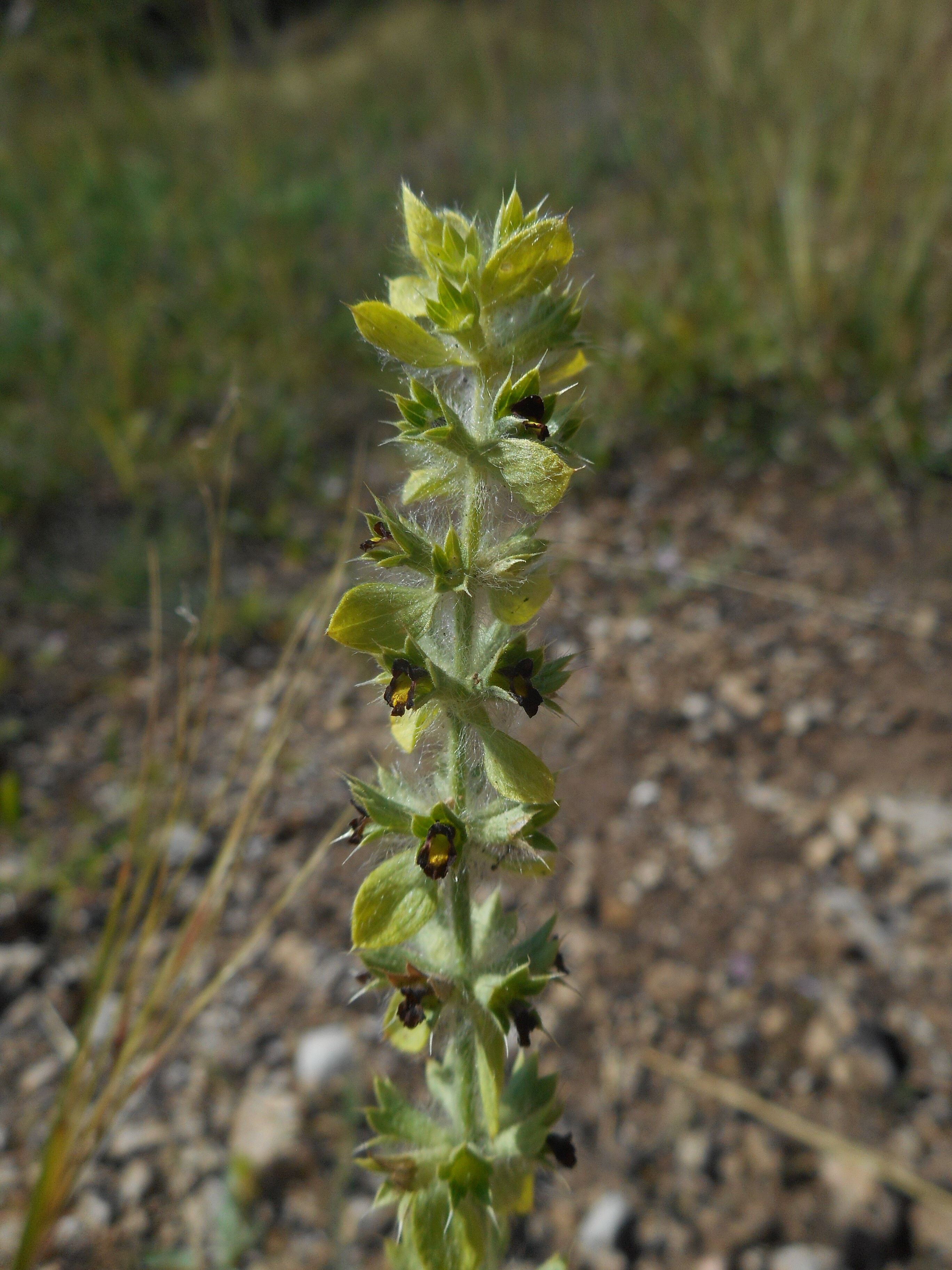 Parlagi sármányvirág - Sideritis montana (Rippl-Rónai Múzeum CC BY-NC-ND)