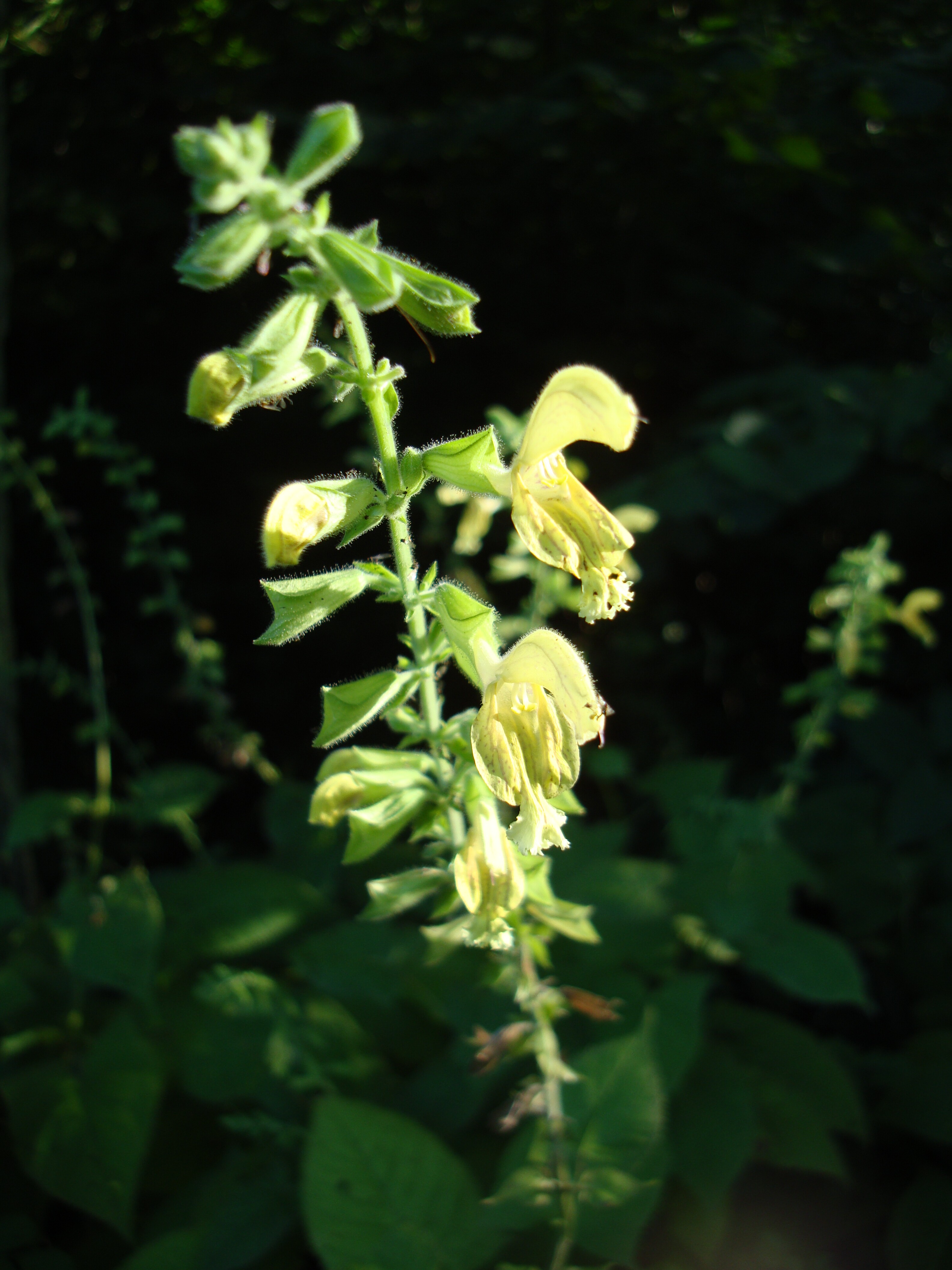 Enyves zsálya - Salvia glutinosa 2 (Rippl-Rónai Múzeum CC BY-NC-ND)