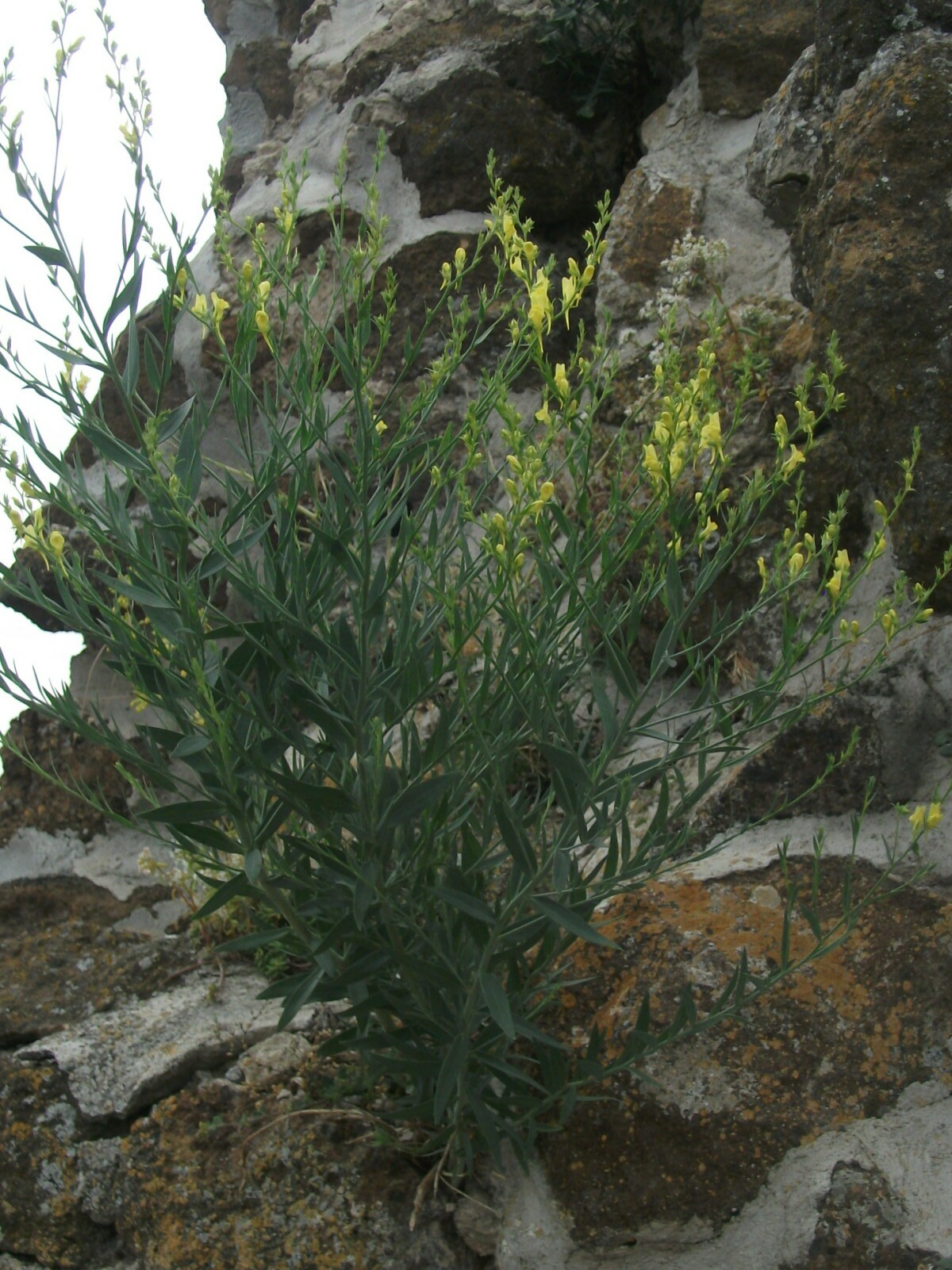 Rekettyelevelű gyújtoványfű - Linaria genistifolia (Rippl-Rónai Múzeum CC BY-NC-ND)