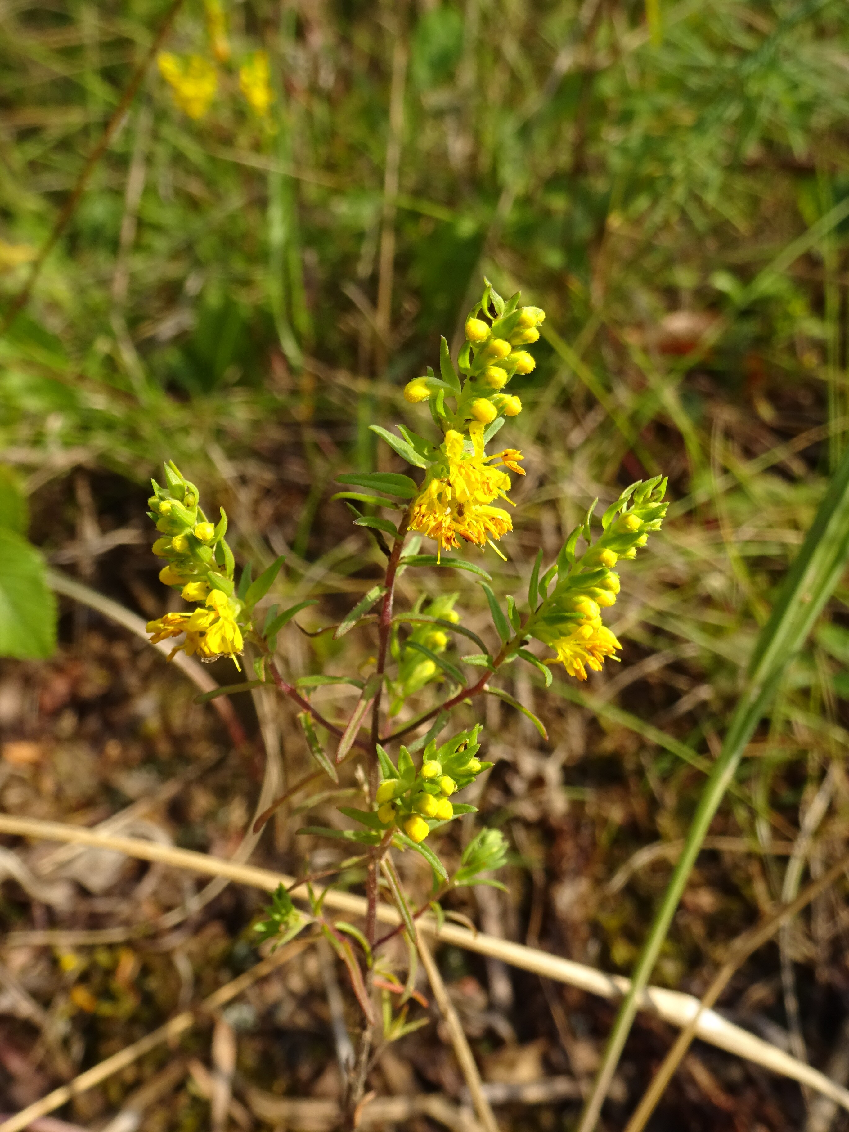 Sárga fogfű - Odontites lutea (Rippl-Rónai Múzeum CC BY-NC-ND)