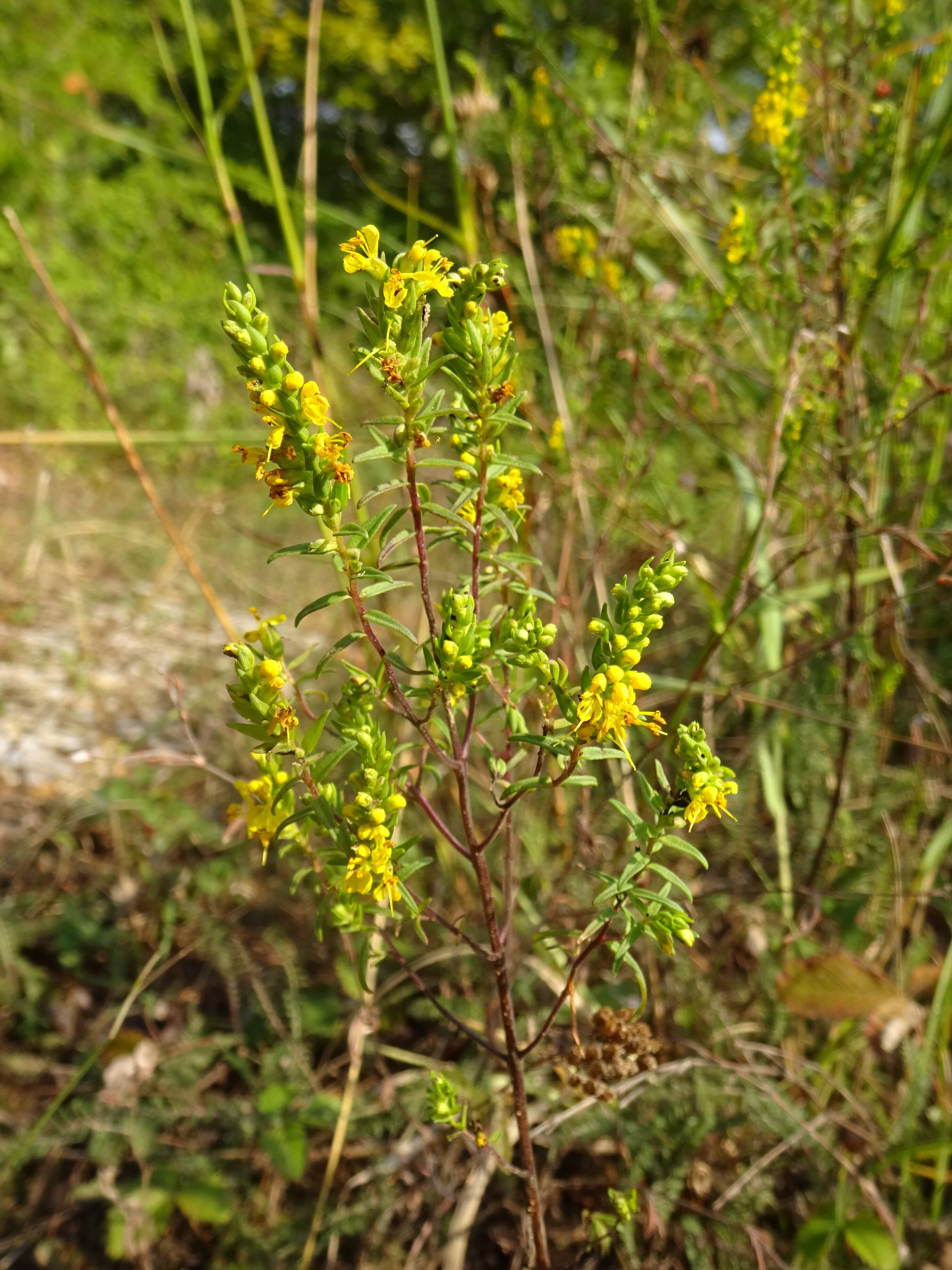 Sárga fogfű - Odontites lutea 2 (Rippl-Rónai Múzeum CC BY-NC-ND)
