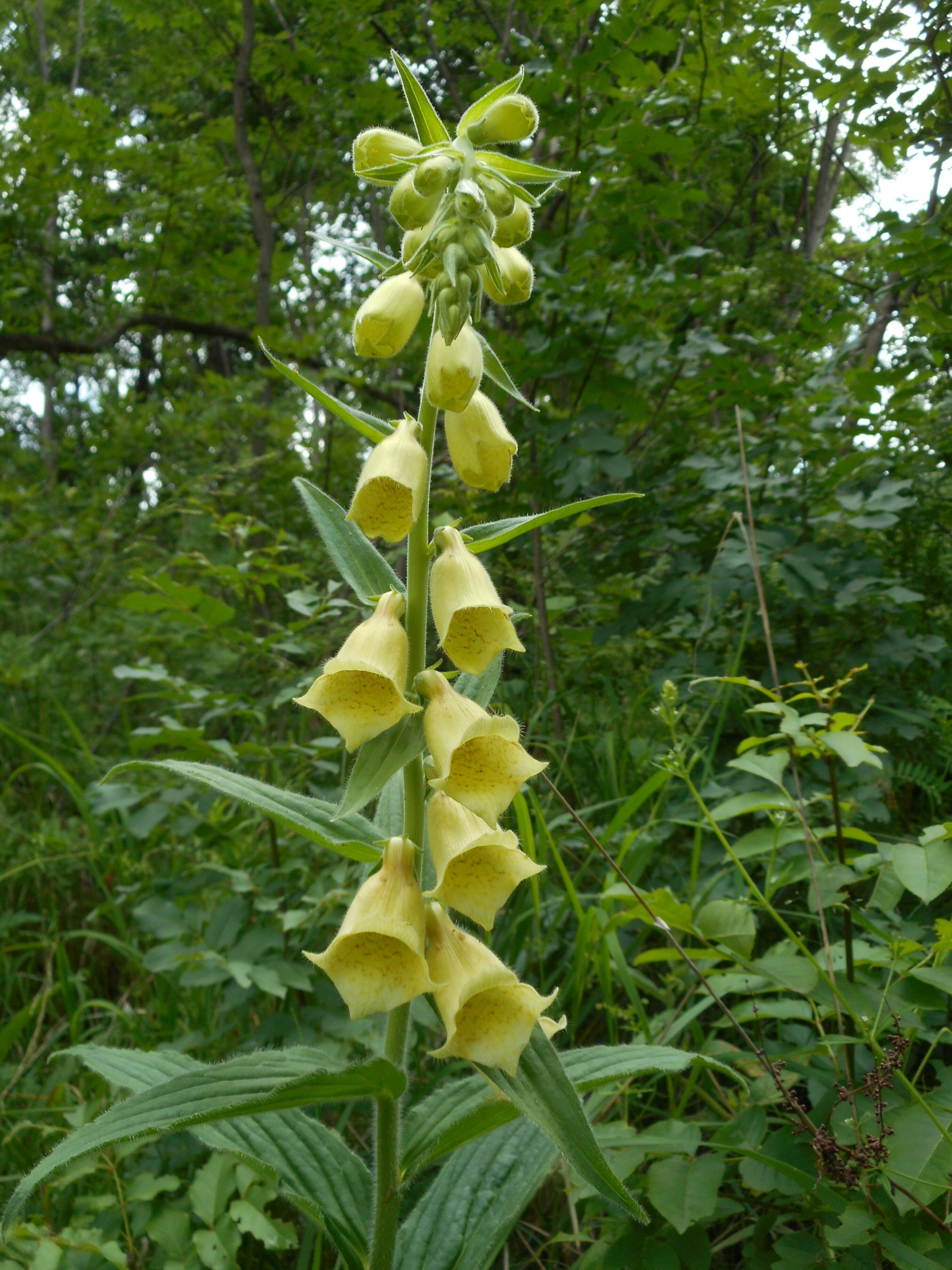Sárga gyűszűvirág - Digitalis grandiflora (Rippl-Rónai Múzeum CC BY-NC-ND)