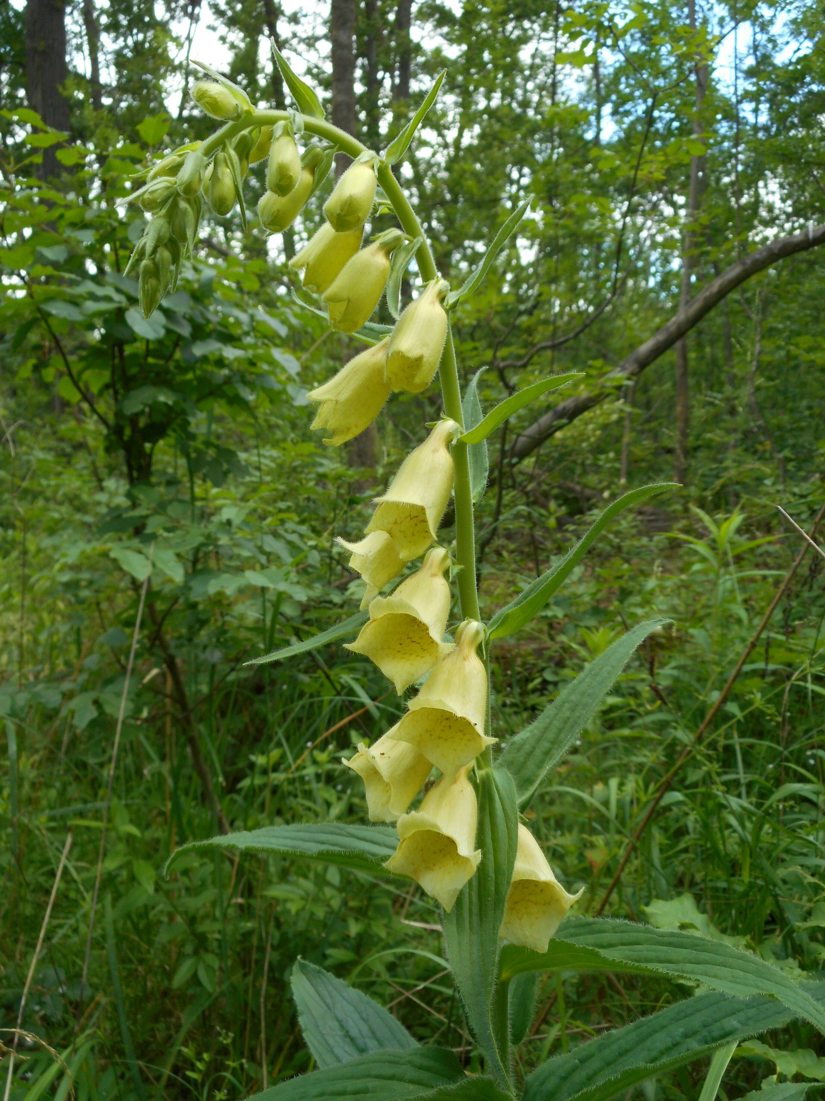 Sárga gyűszűvirág - Digitalis grandiflora 2 (Rippl-Rónai Múzeum CC BY-NC-ND)