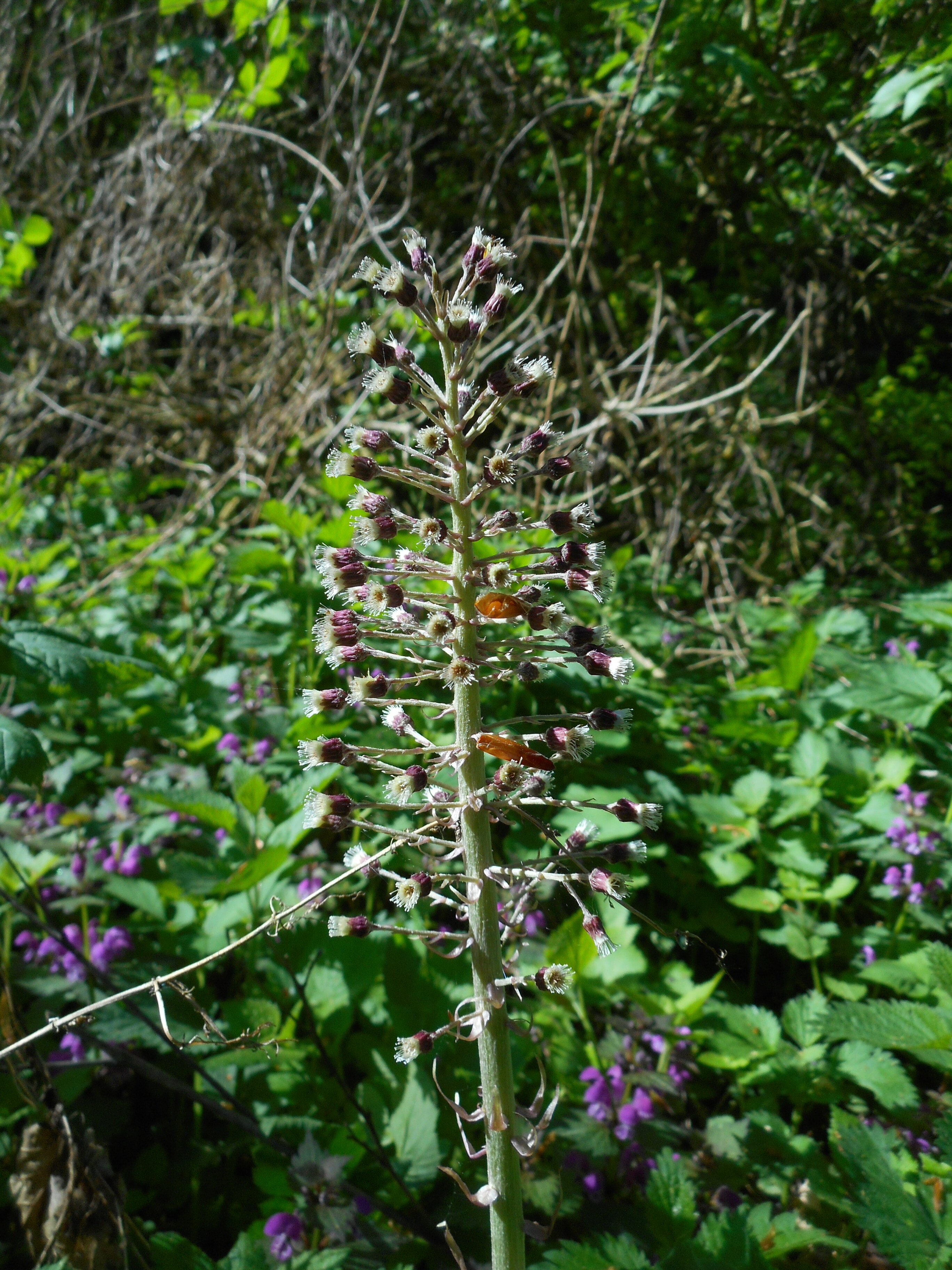 Vörös acsalapu - Petasites hybridus (Rippl-Rónai Múzeum CC BY-NC-ND)