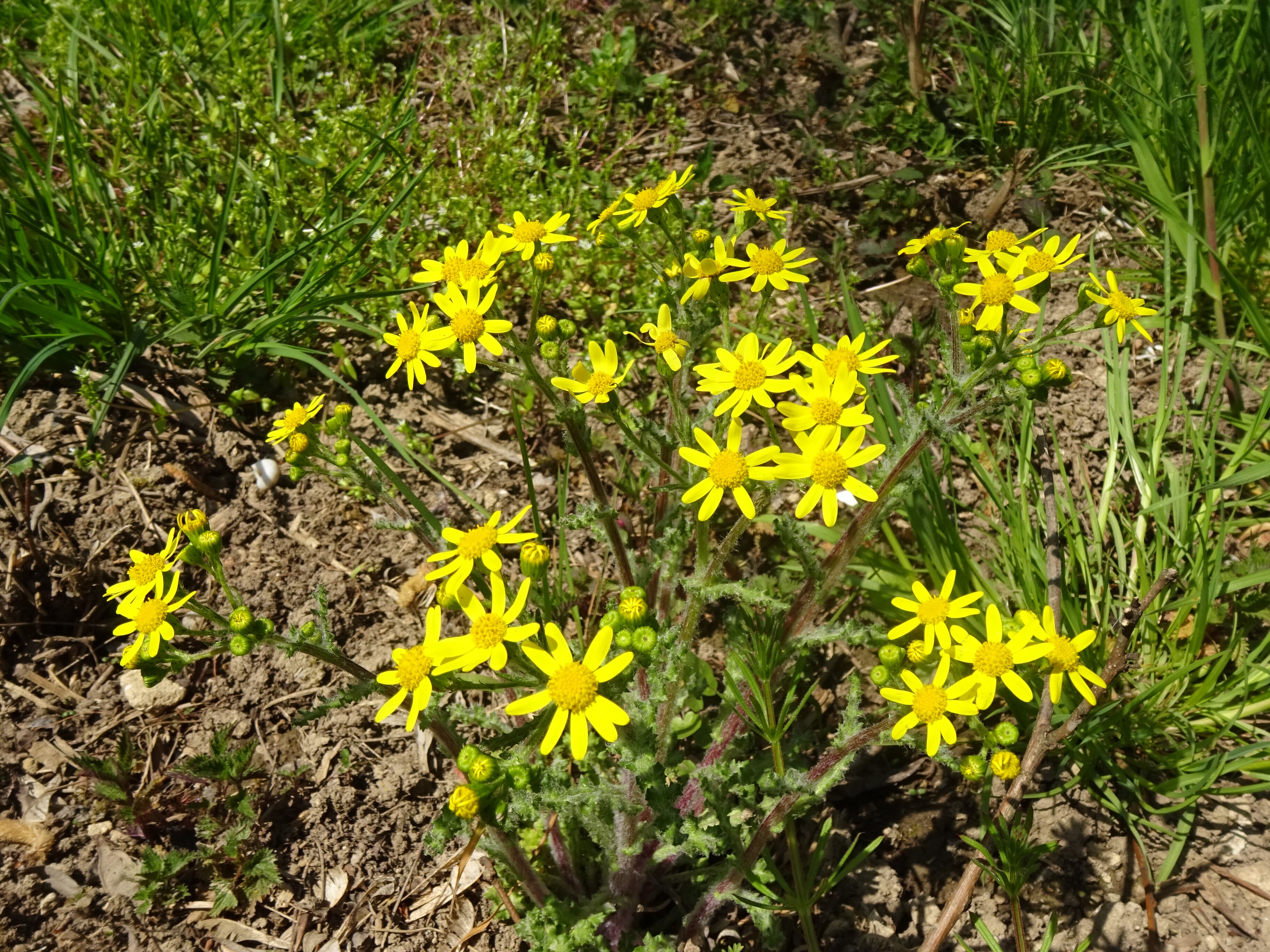 Tavaszi aggófű - Senecio vernalis (Rippl-Rónai Múzeum CC BY-NC-ND)