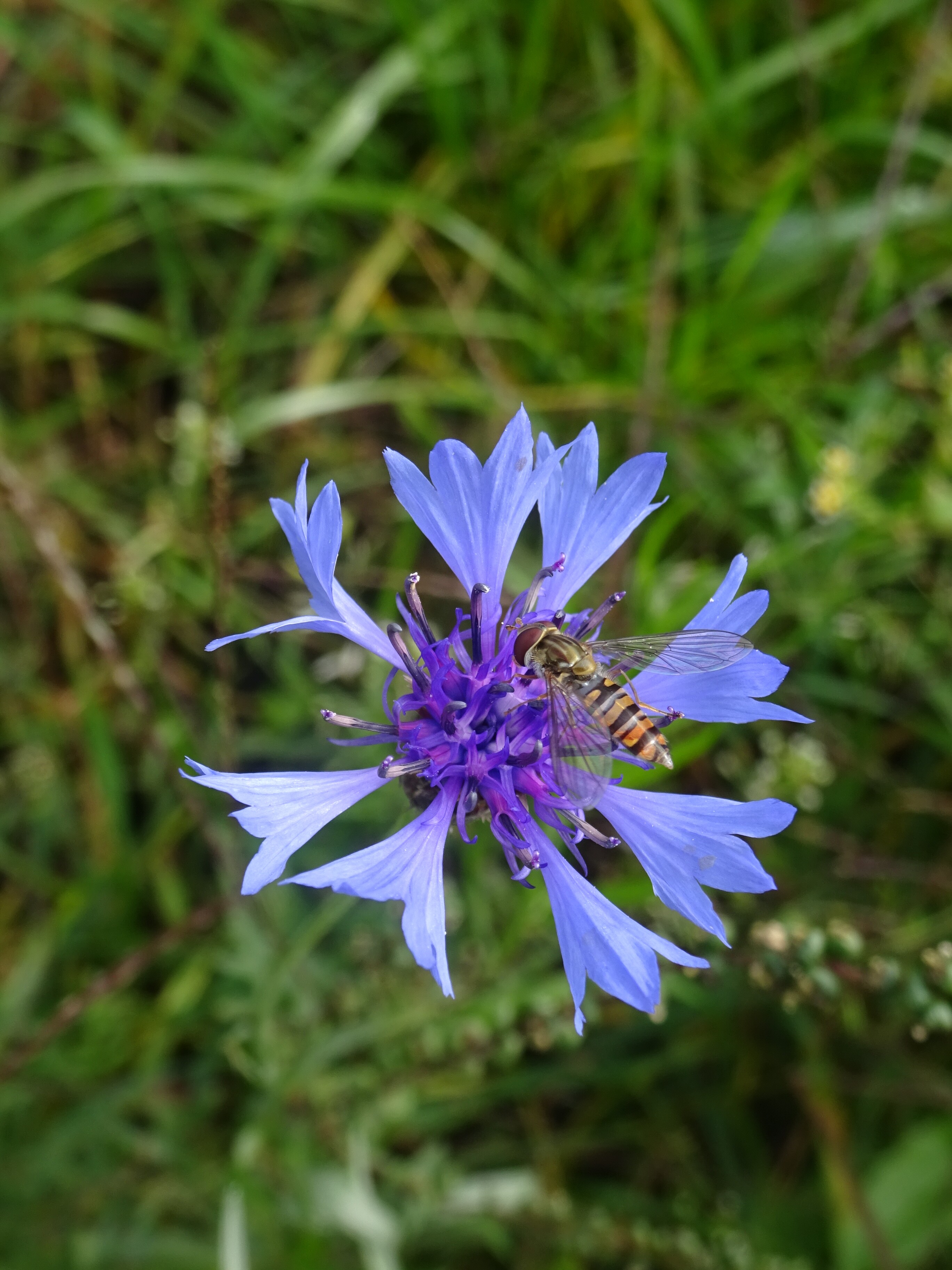 Kék búzavirág - Centaurea cyanus (Rippl-Rónai Múzeum CC BY-NC-ND)