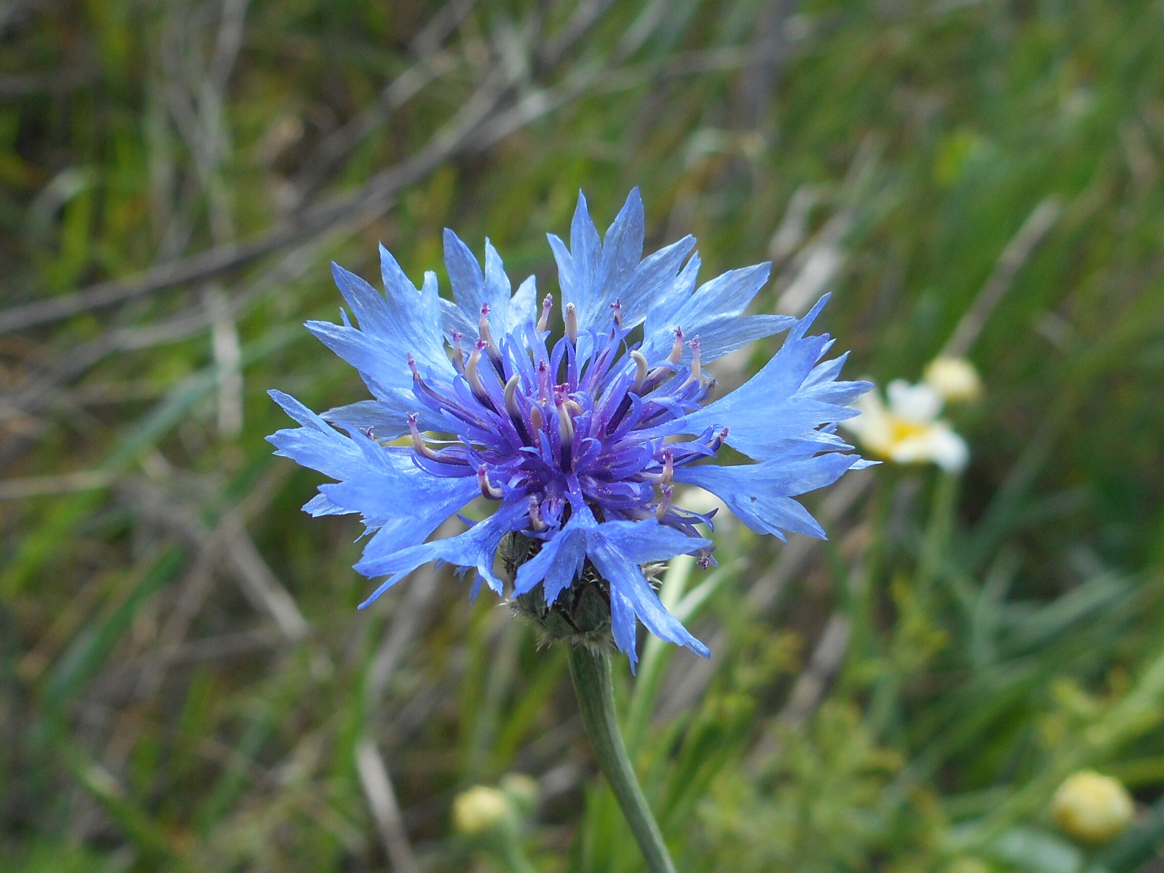 Kék búzavirág - Centaurea cyanus 5 (Rippl-Rónai Múzeum CC BY-NC-ND)