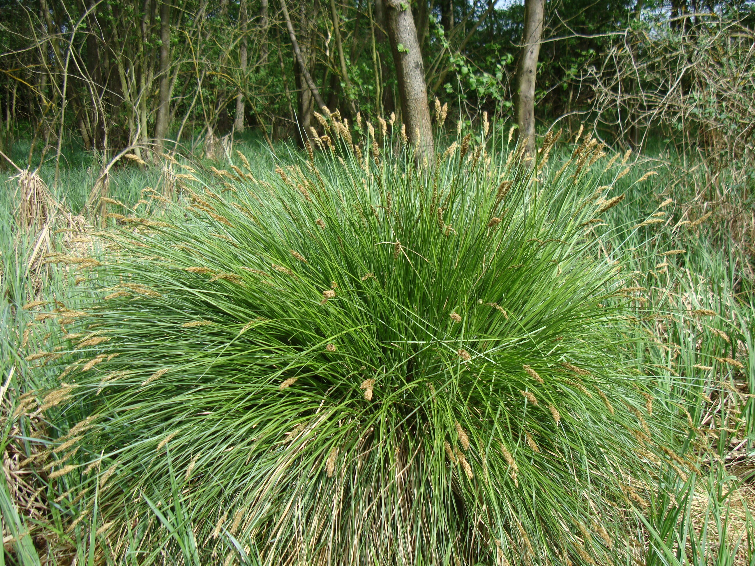 Bugás sás - Carex paniculata (Rippl-Rónai Múzeum CC BY-NC-ND)