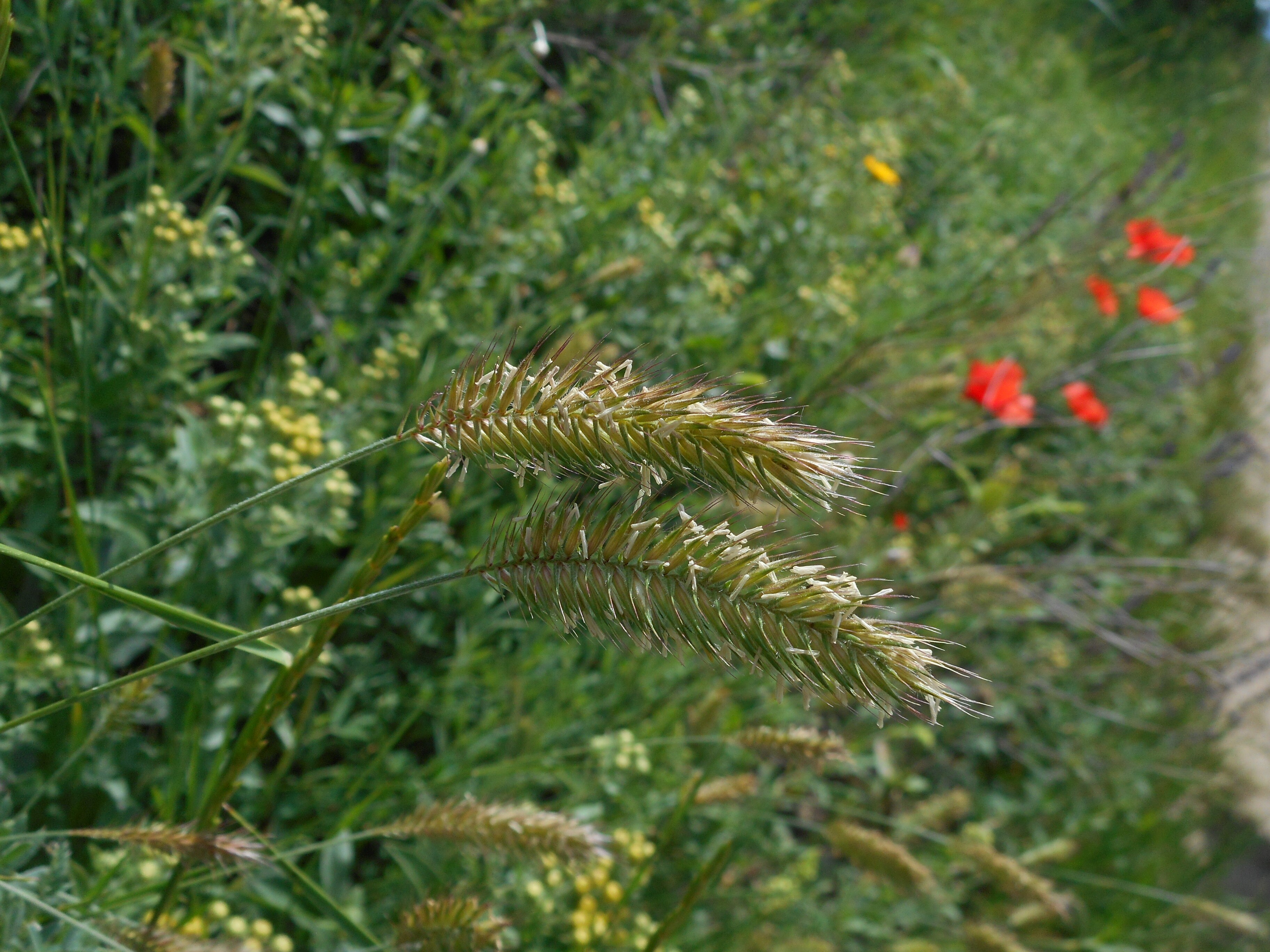 Taréjos búzafű - Agropyron cristatum (Rippl-Rónai Múzeum CC BY-NC-ND)