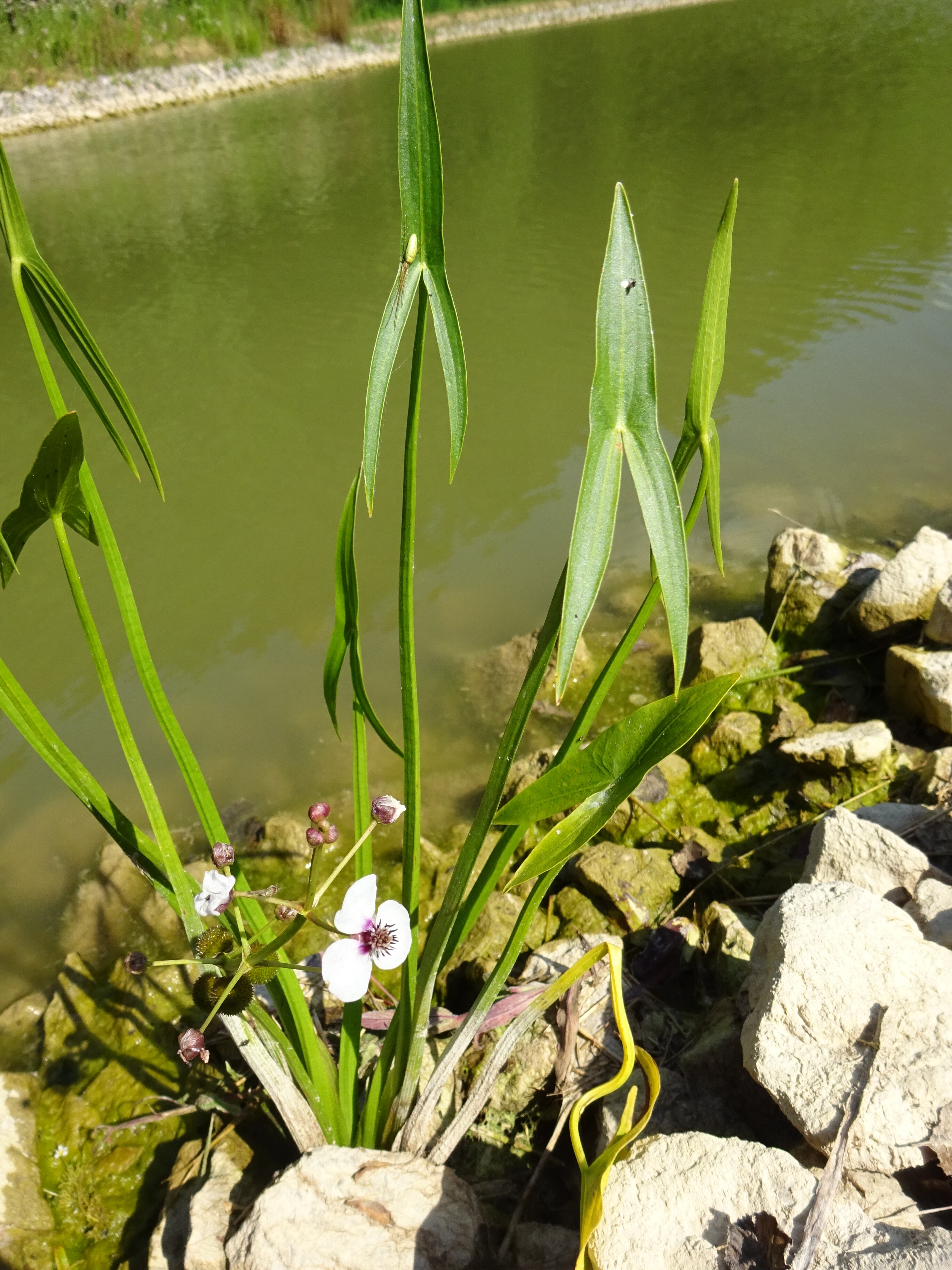 Nyílfű - Sagittaria sagittifolia (Rippl-Rónai Múzeum CC BY-NC-ND)