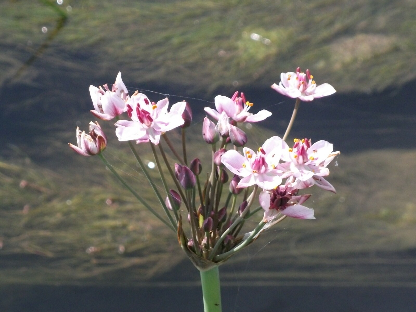 Virágkáka - Butomus umbellatus (Rippl-Rónai Múzeum CC BY-NC-ND)