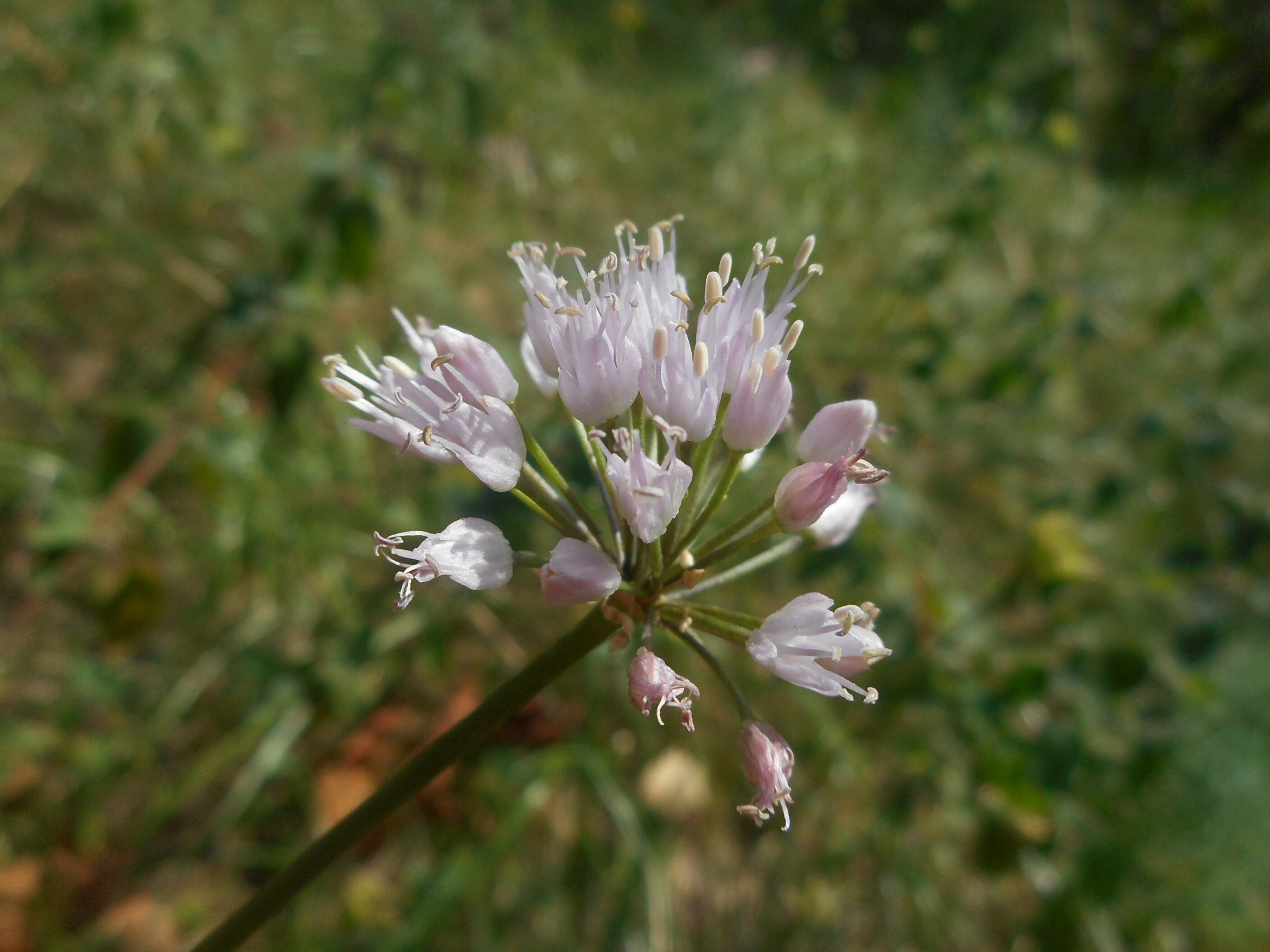 Hegyi hagyma - Allium lusitanicum (Rippl-Rónai Múzeum CC BY-NC-ND)