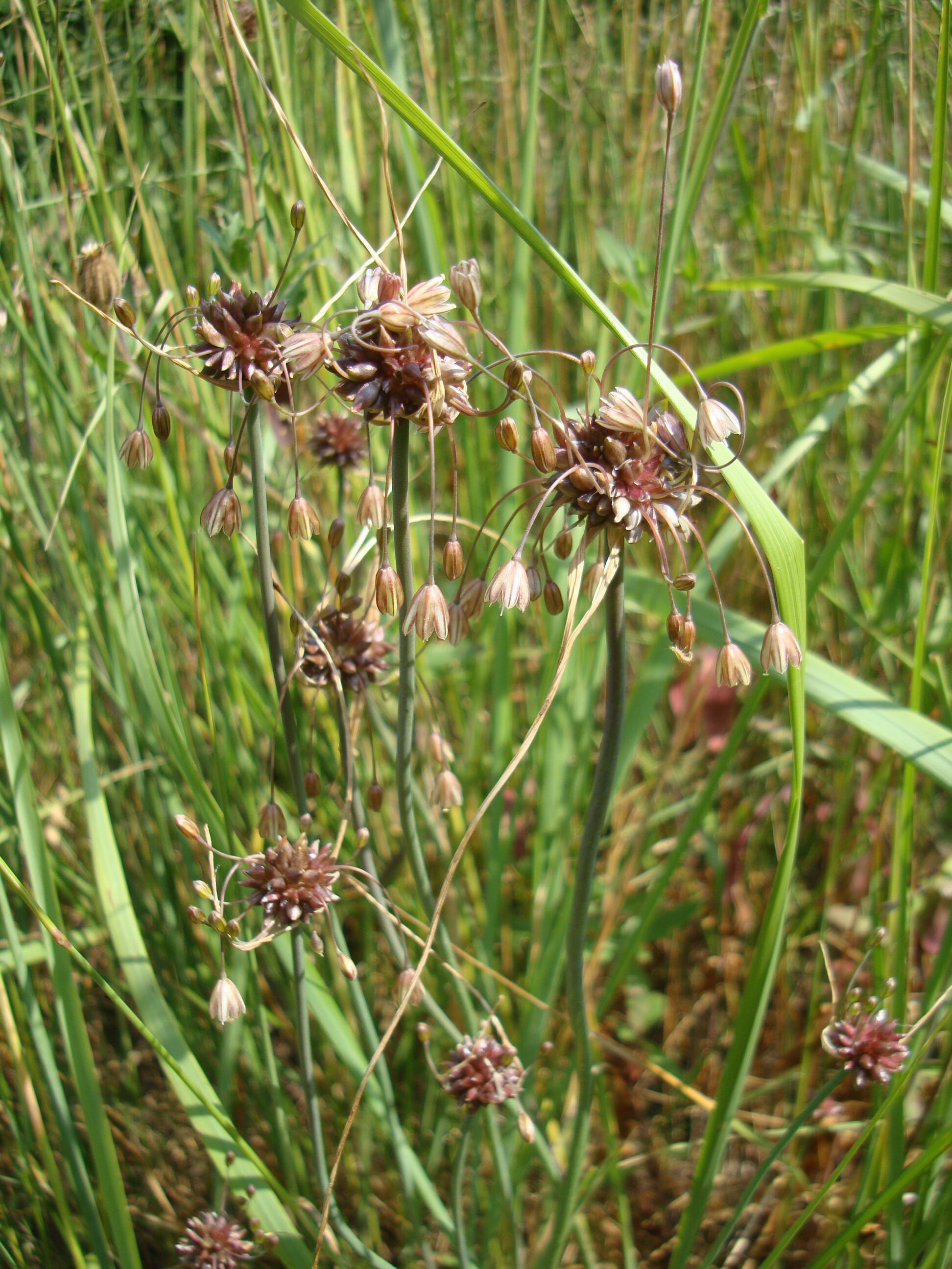 Érdes hagyma - Allium oleraceum (Rippl-Rónai Múzeum CC BY-NC-ND)