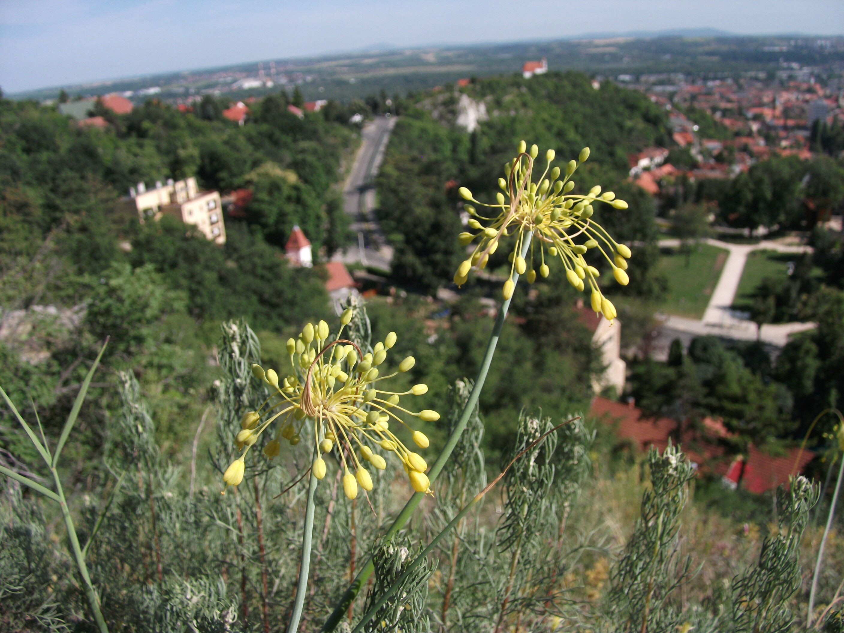 Sárga hagyma - Allium flavum 3 (Rippl-Rónai Múzeum CC BY-NC-ND)
