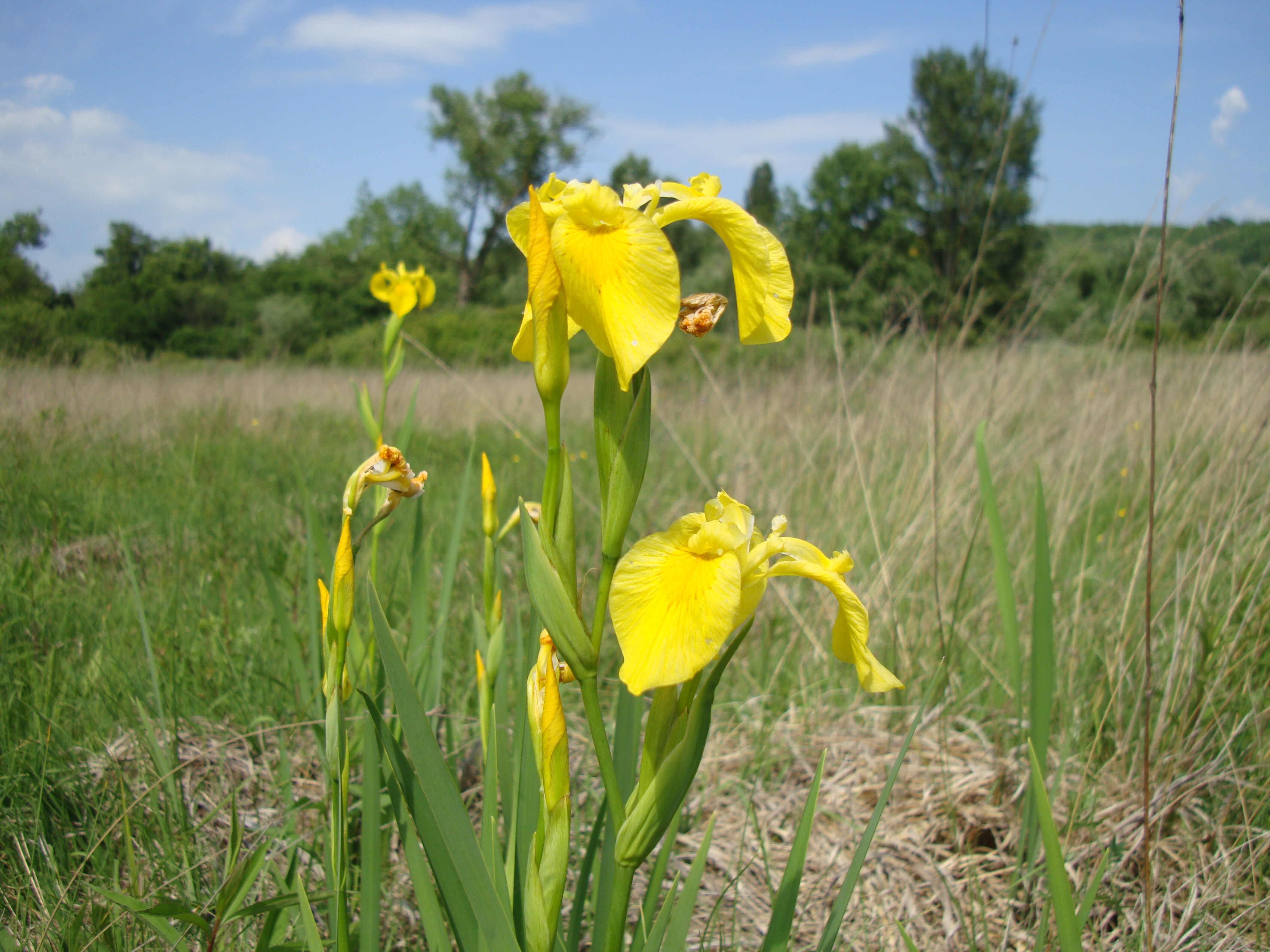 Sárga nőszirom - Iris pseudacorum (Rippl-Rónai Múzeum CC BY-NC-ND)