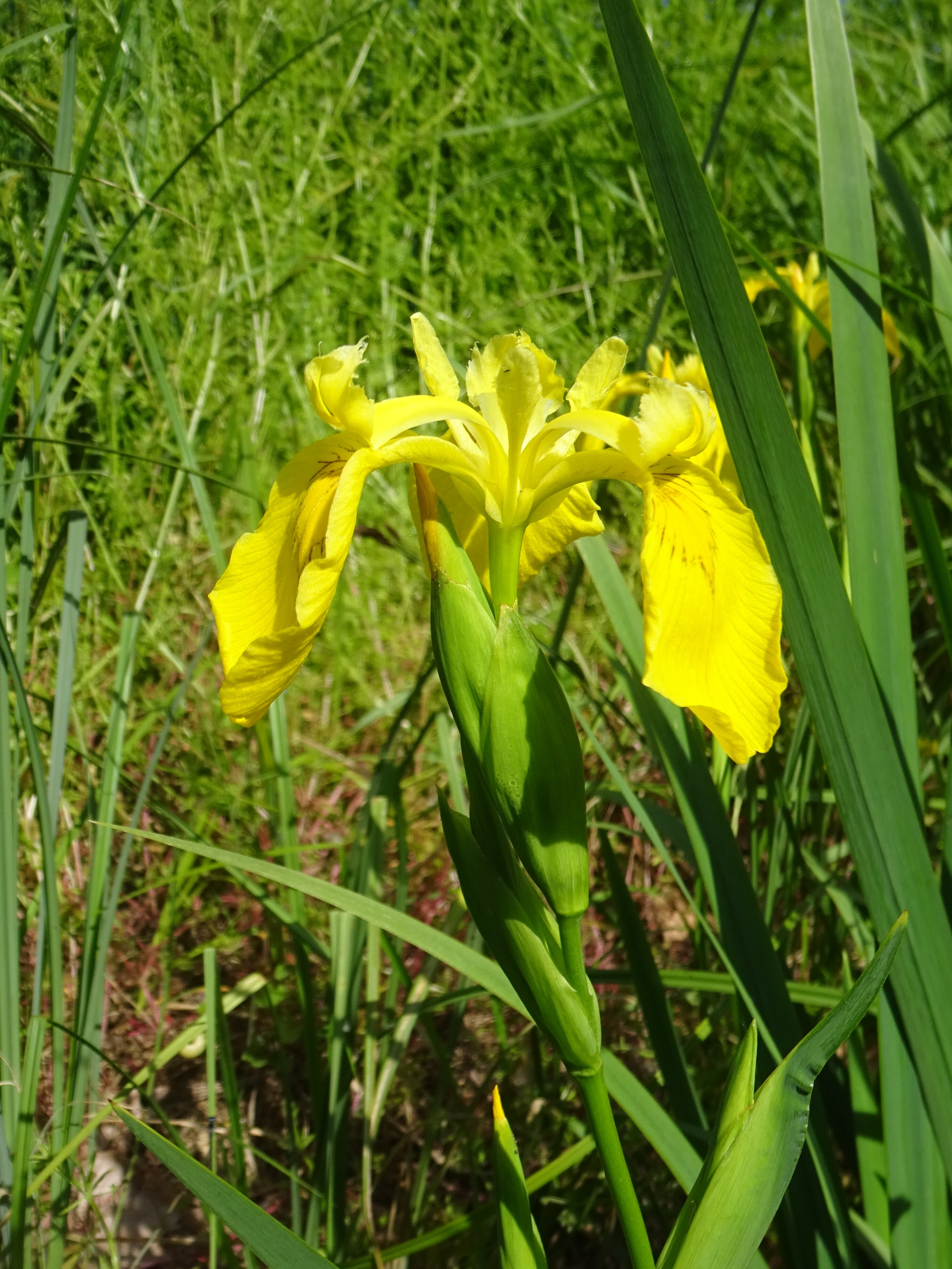 Sárga nőszirom - Iris pseudacorum 2 (Rippl-Rónai Múzeum CC BY-NC-ND)