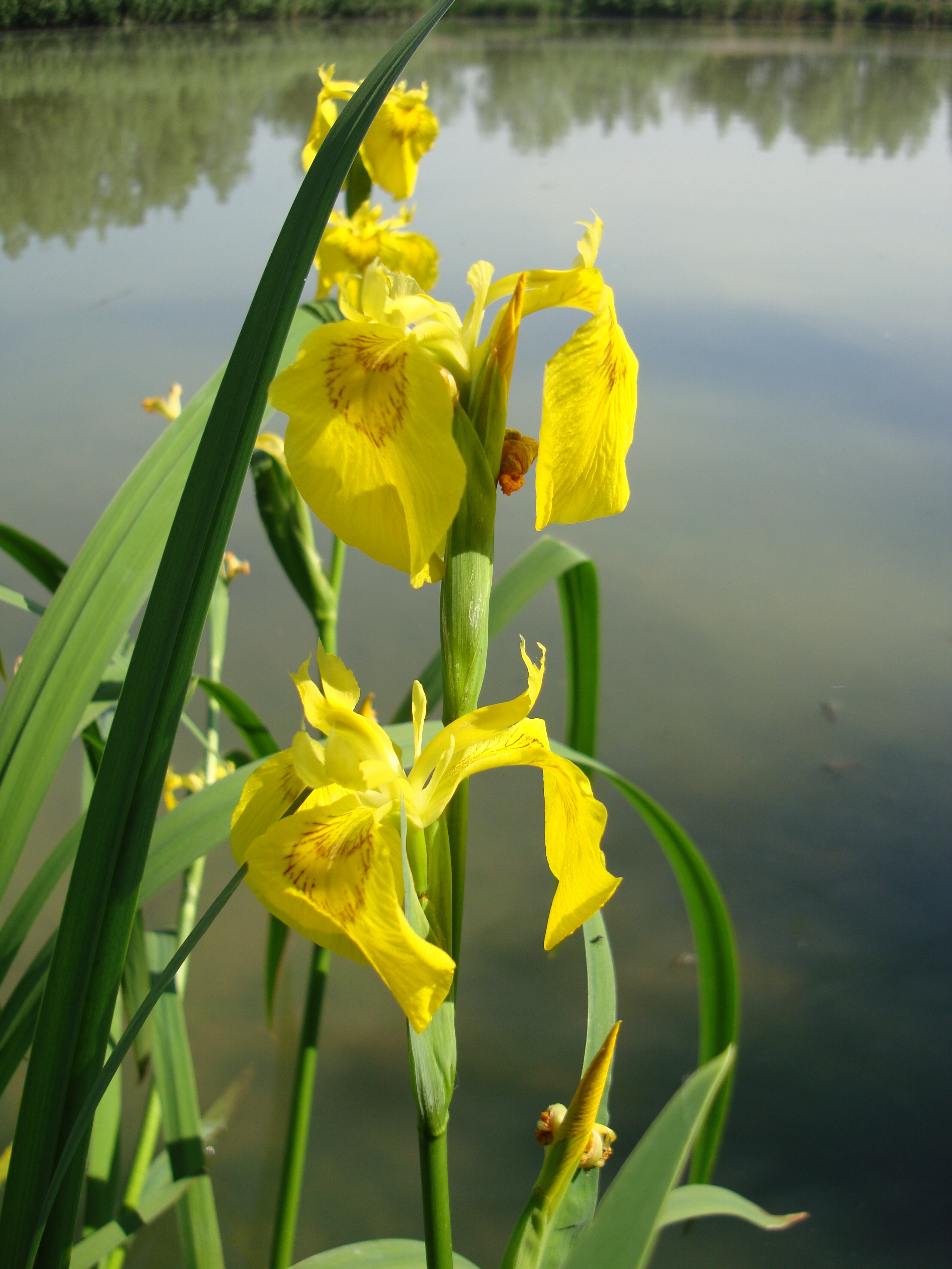 Sárga nőszirom - Iris pseudacorum 3 (Rippl-Rónai Múzeum CC BY-NC-ND)