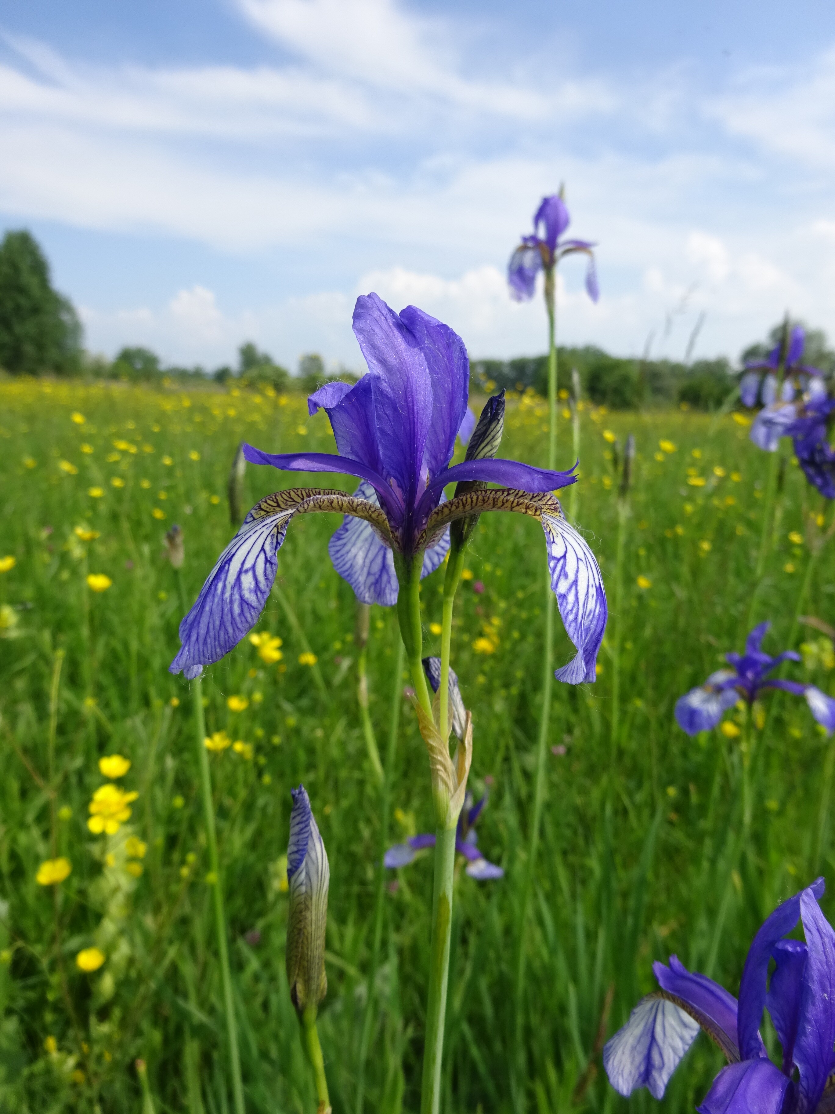 Szibériai nőszirom - Iris sybirica (Rippl-Rónai Múzeum CC BY-NC-ND)