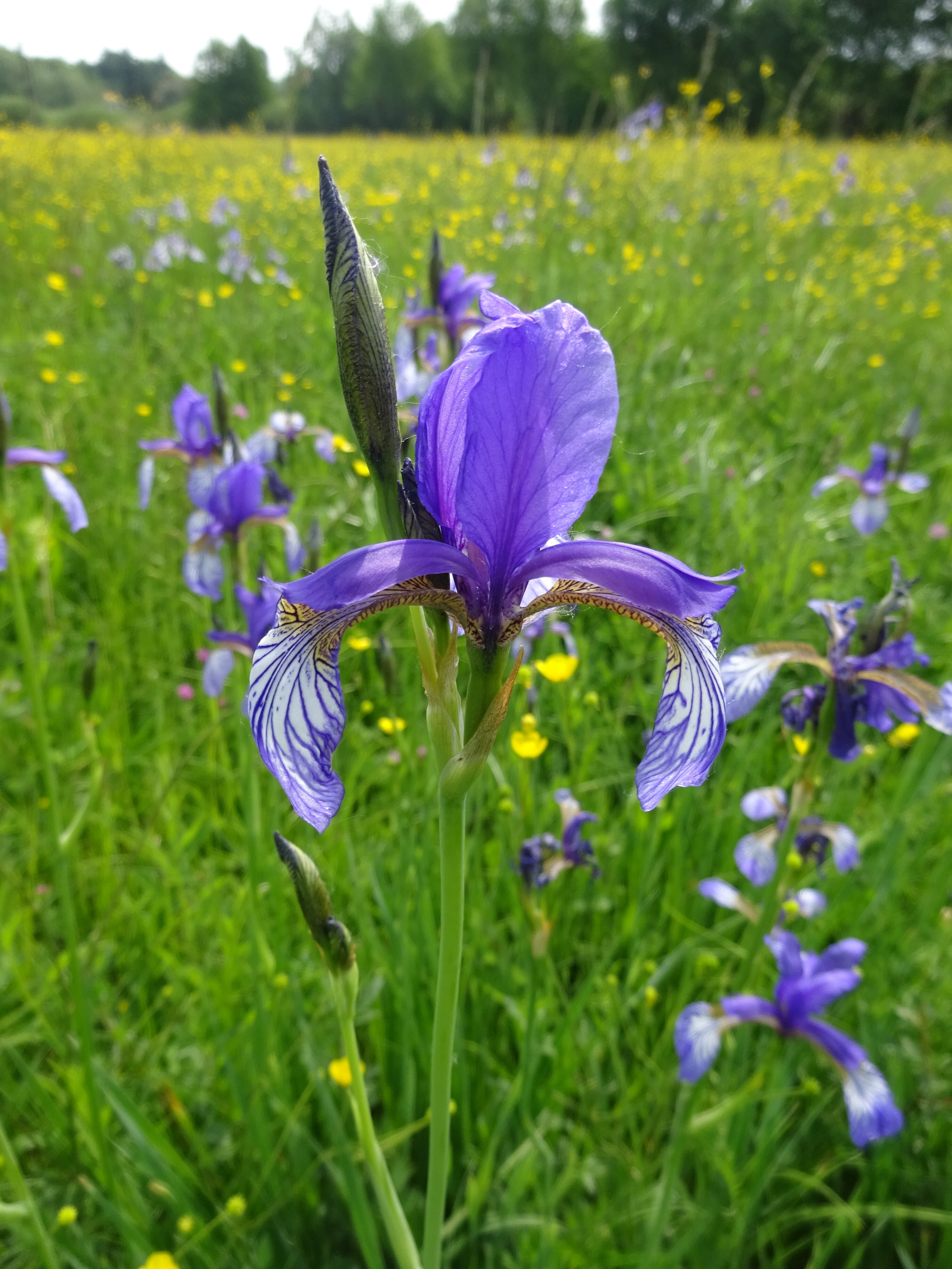 Szibériai nőszirom - Iris sybirica 2 (Rippl-Rónai Múzeum CC BY-NC-ND)