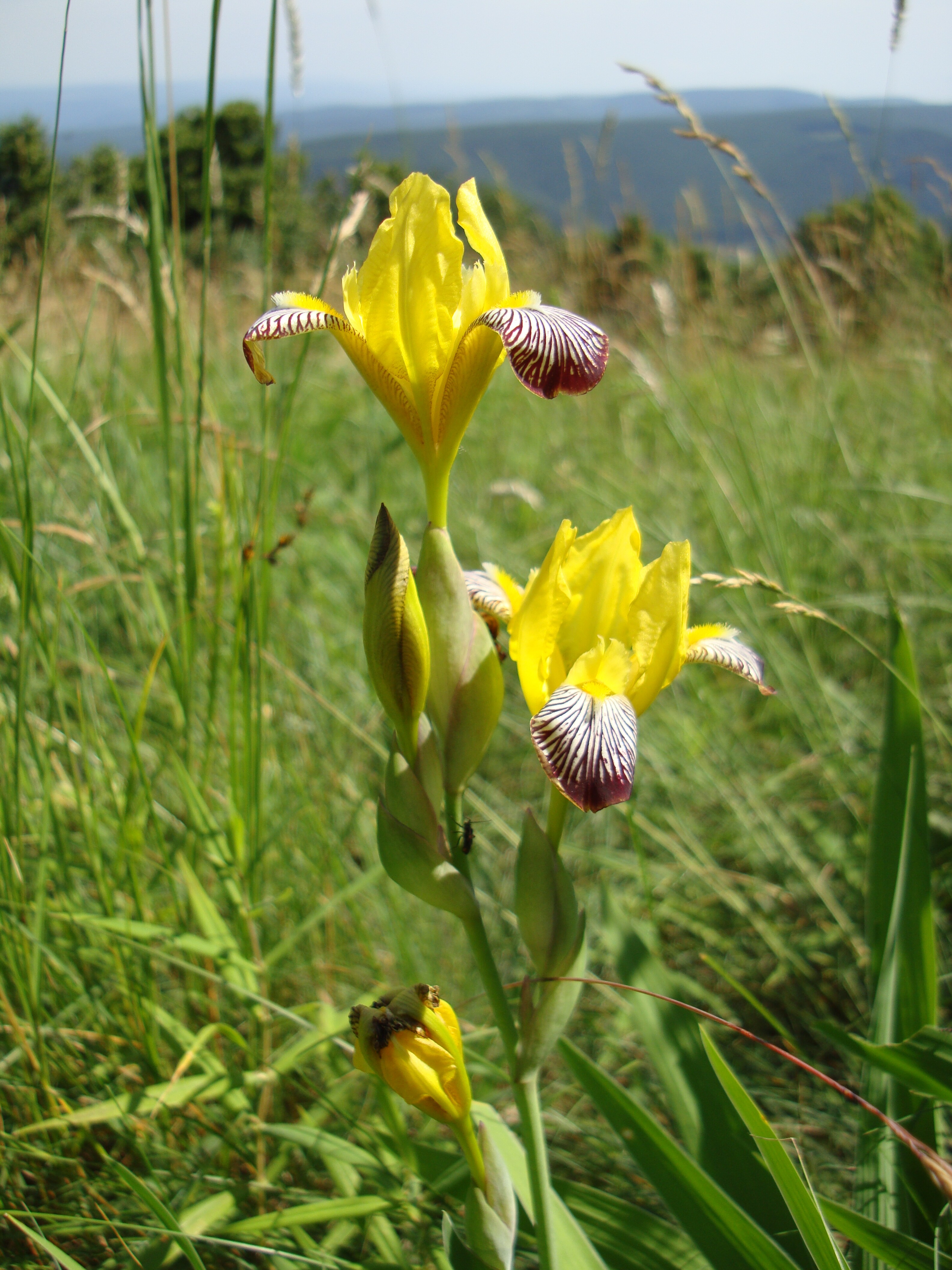 Tarka nőszirom - Iris variegata (Rippl-Rónai Múzeum CC BY-NC-ND)