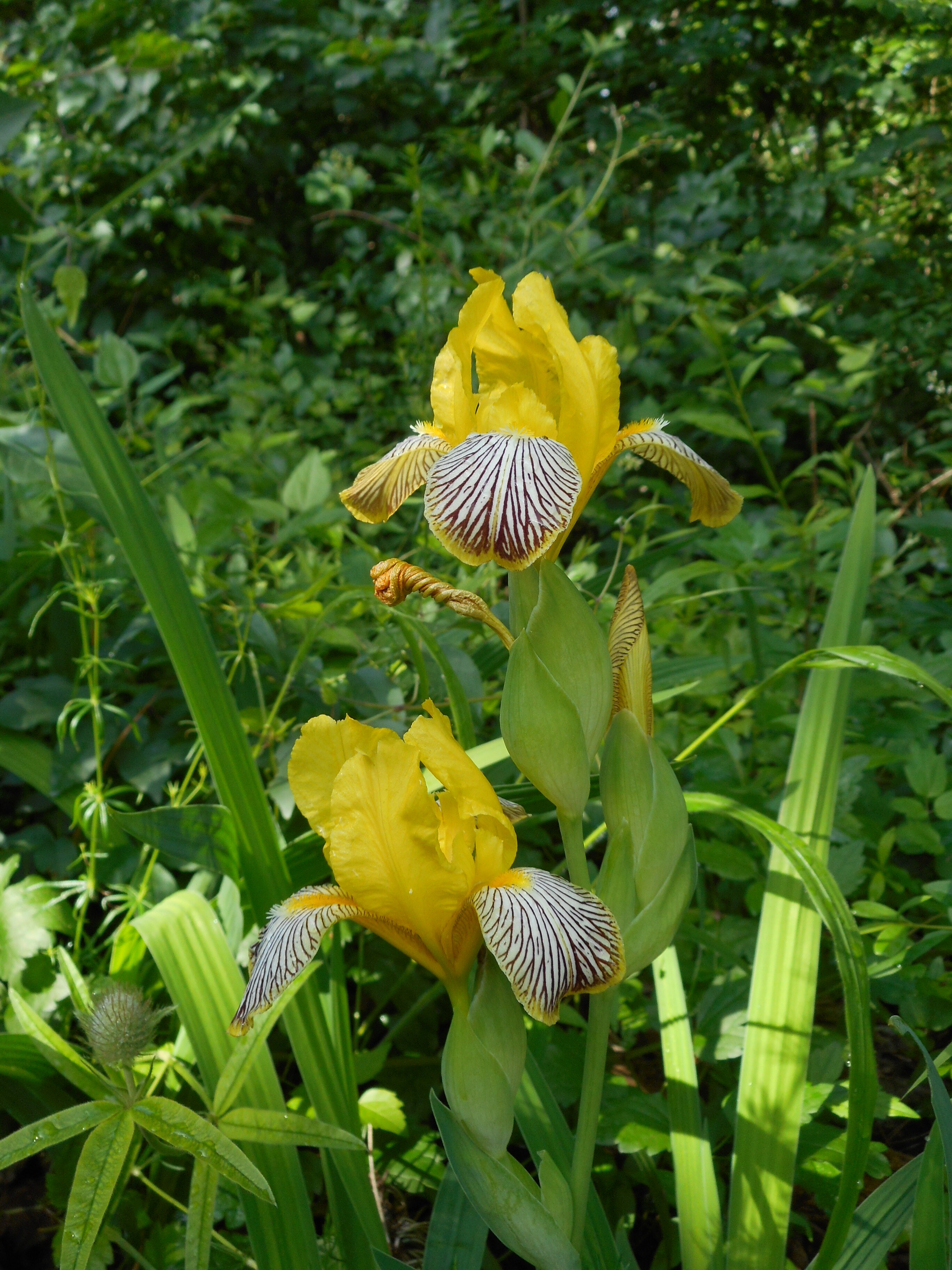 Tarka nőszirom - Iris variegata 2 (Rippl-Rónai Múzeum CC BY-NC-ND)