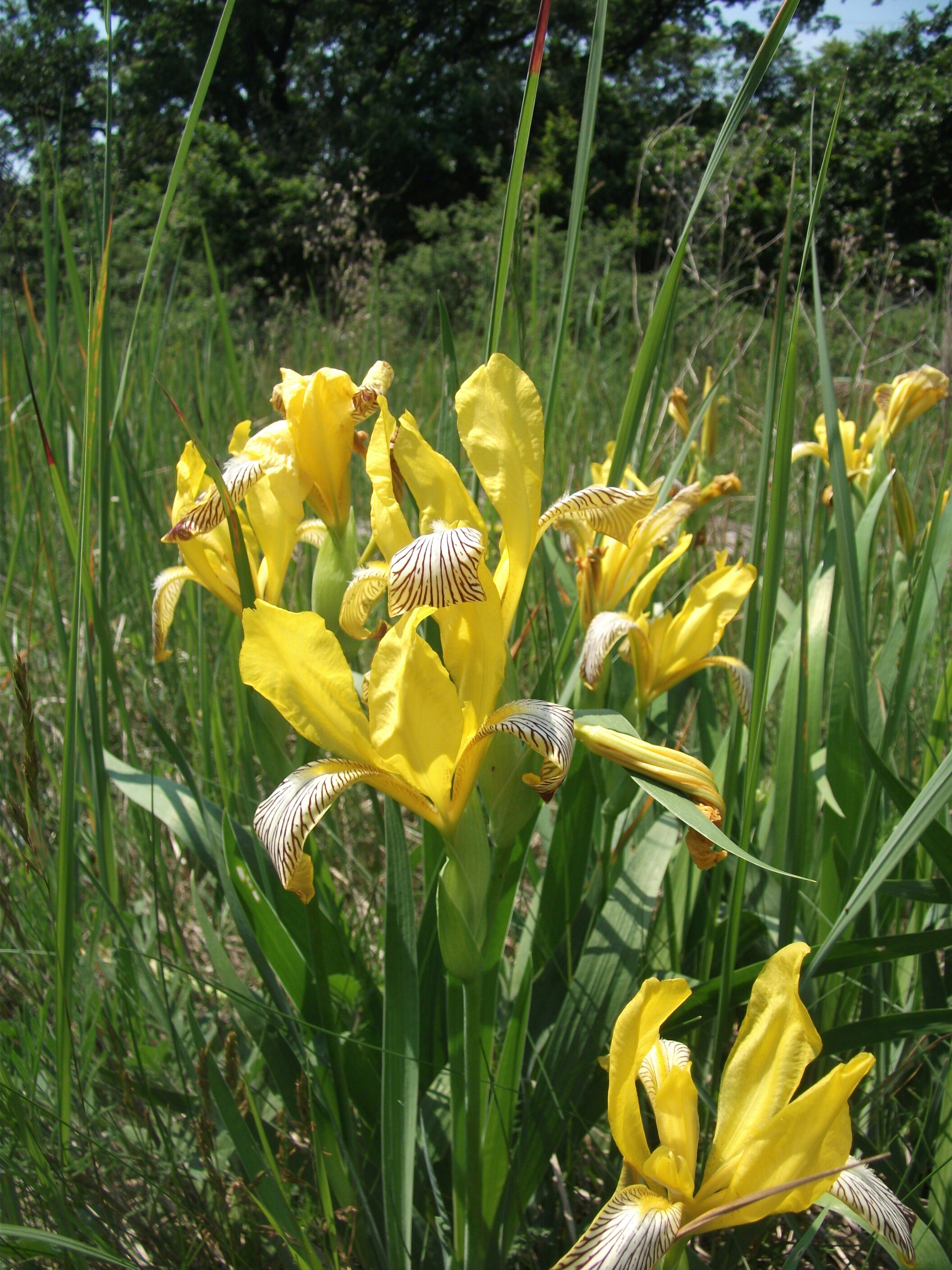 Tarka nőszirom - Iris variegata 3 (Rippl-Rónai Múzeum CC BY-NC-ND)