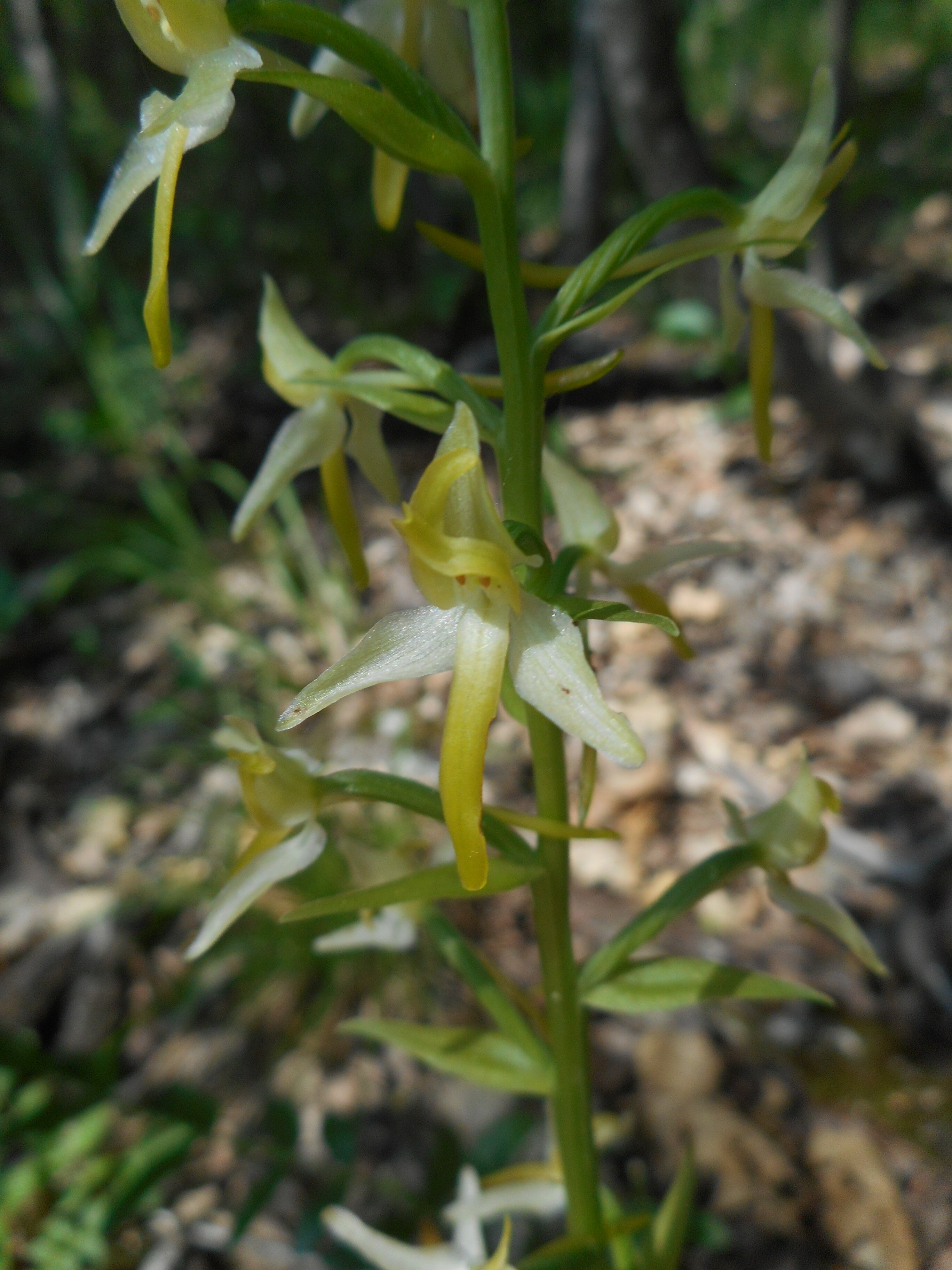 Kétlevelű sarkvirág - Platanthera bifolia 2 (Rippl-Rónai Múzeum CC BY-NC-ND)