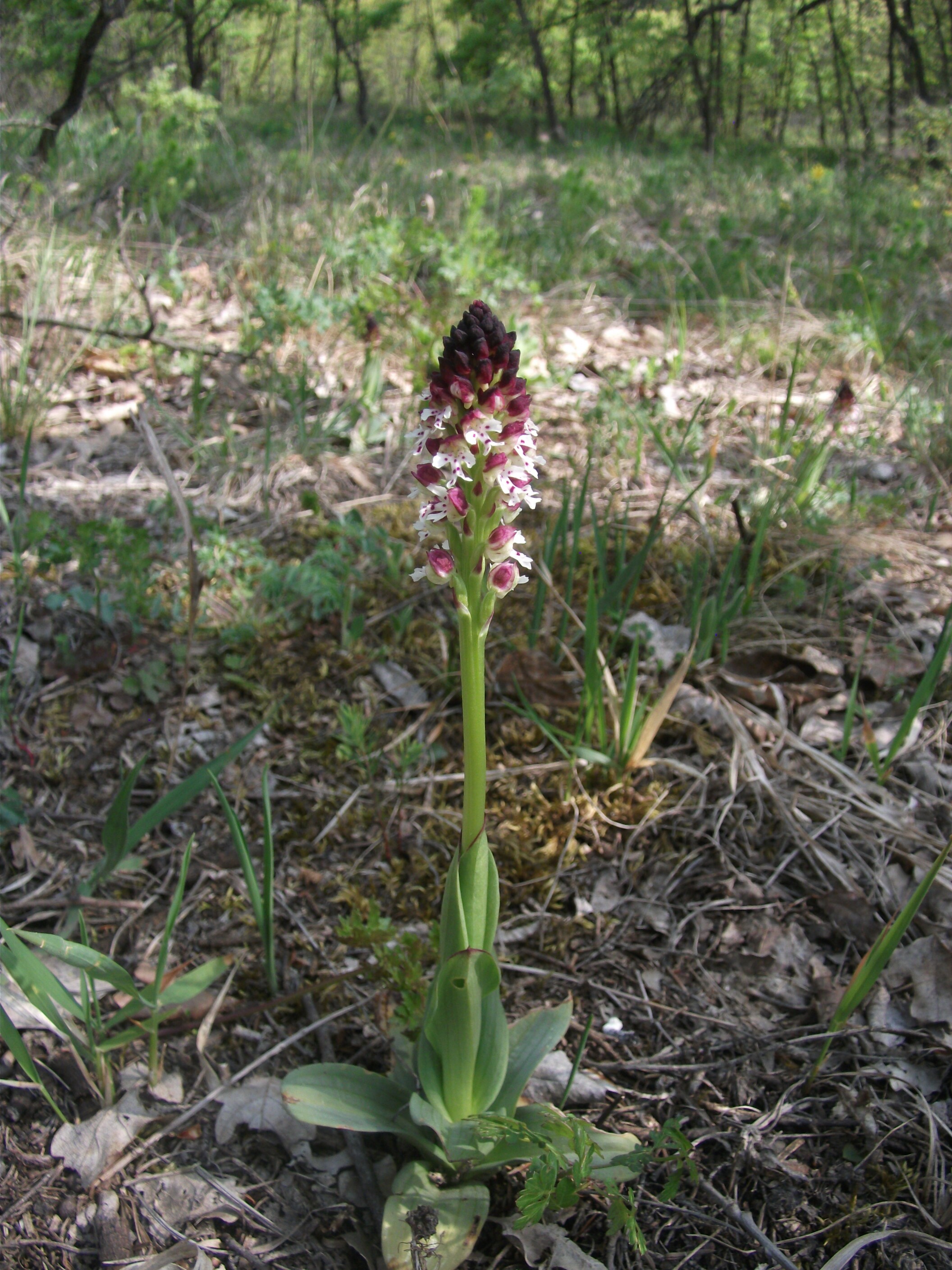 Sömörös kosbor tavaszi alfaj - Orchis ustulata subsp. ustulata (Rippl-Rónai Múzeum CC BY-NC-ND)